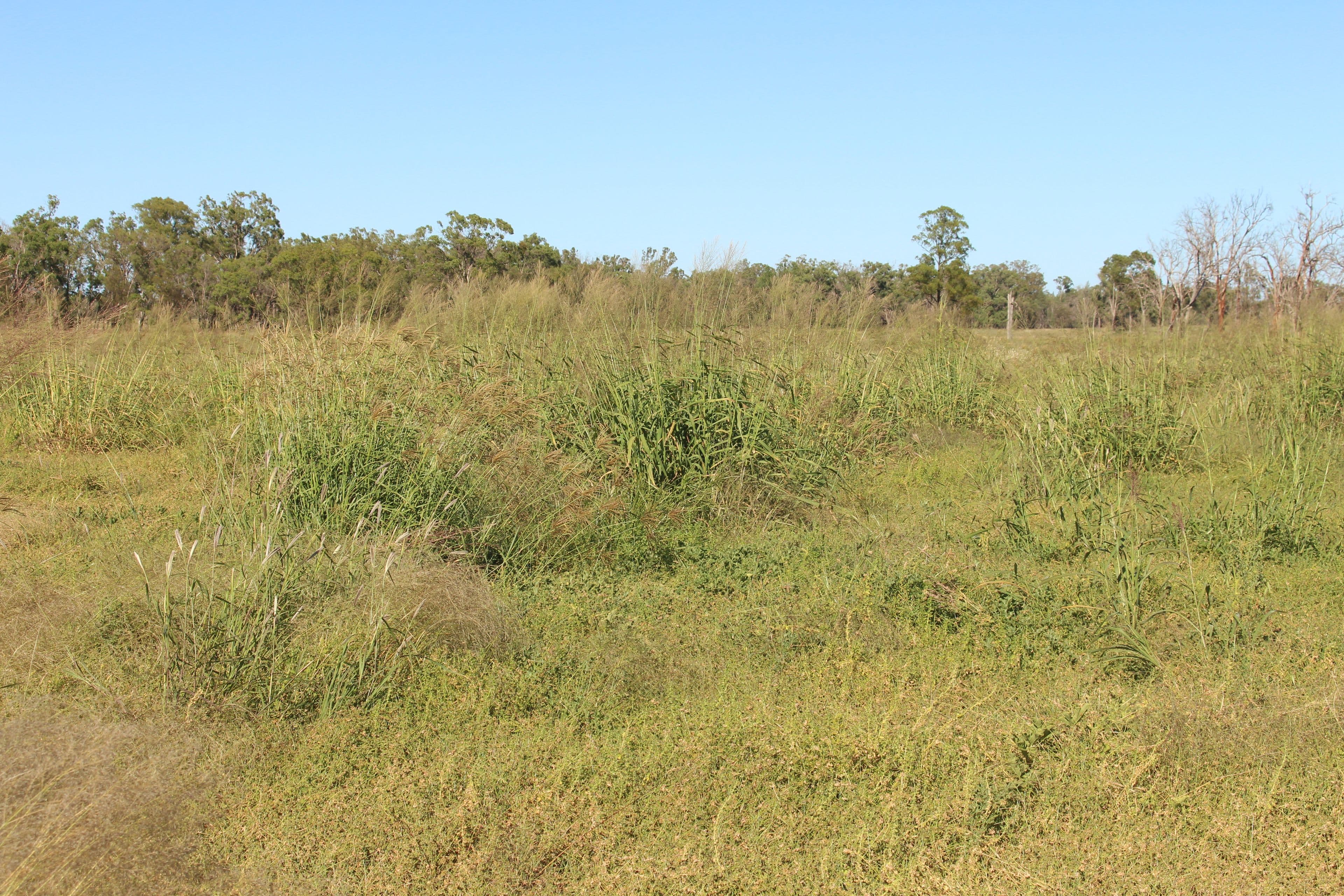 2811 Lockwood Rd, Kurrowah, Millmerran QLD 4357, Millmerran - Thumbnail 6