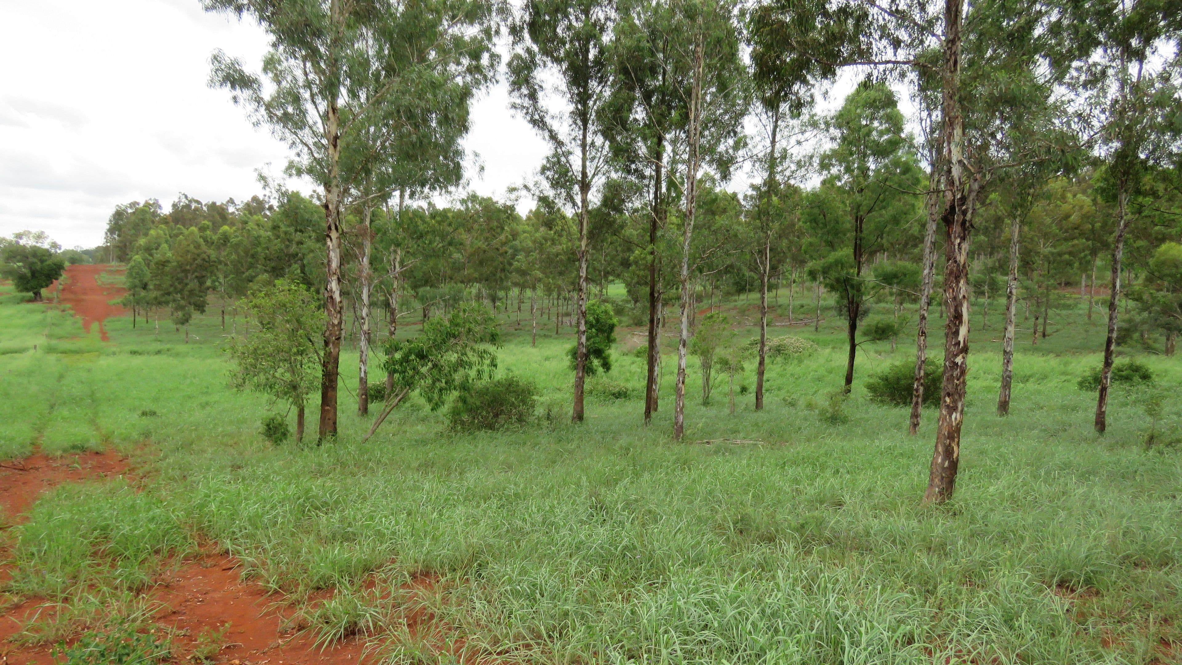 Lot 4 Pedersens Road, Cushnie QLD 4608, Cushnie - Thumbnail 3