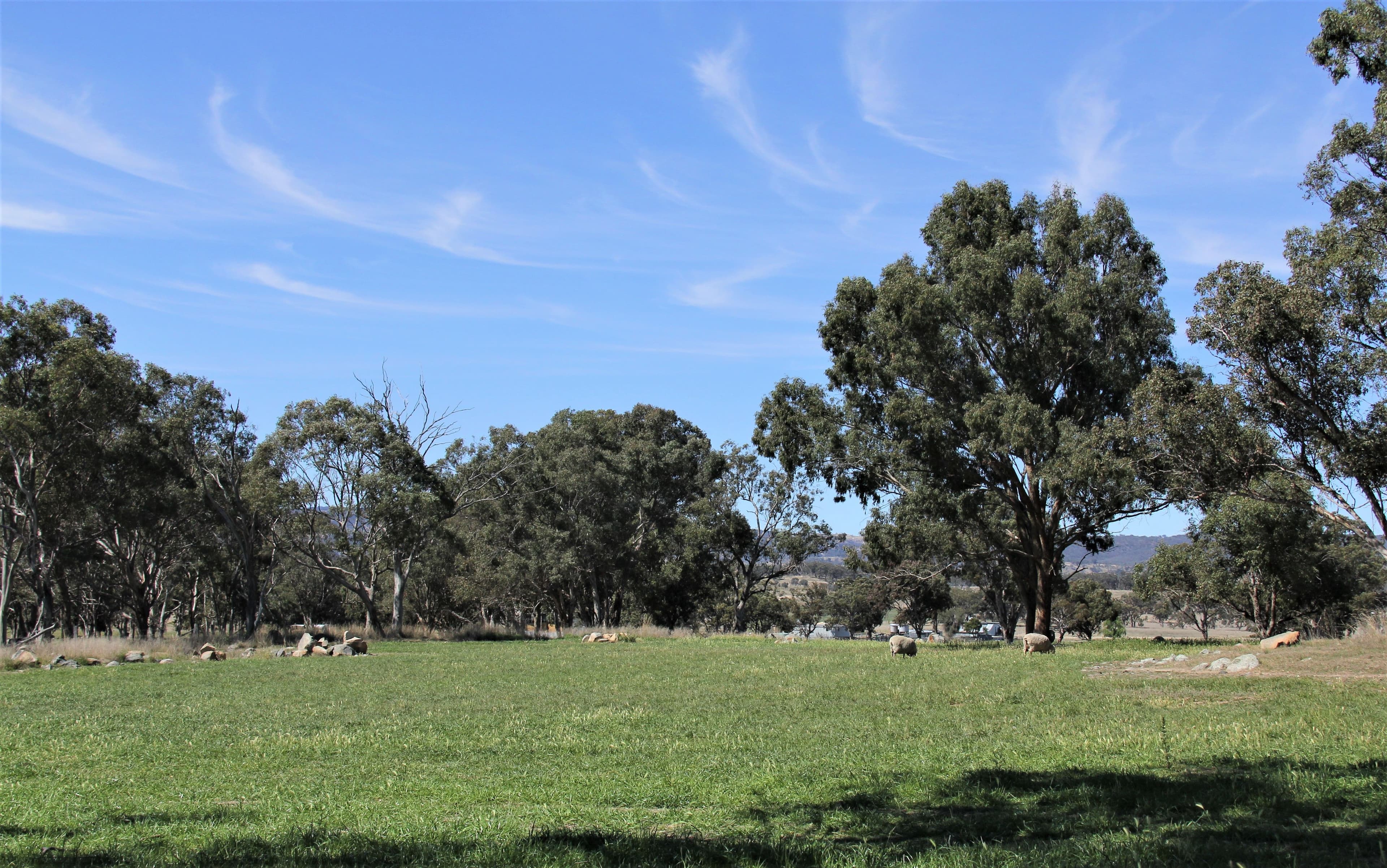 214 Tarban Loop Road, Tenterfield NSW 2372, Tenterfield - Thumbnail 5