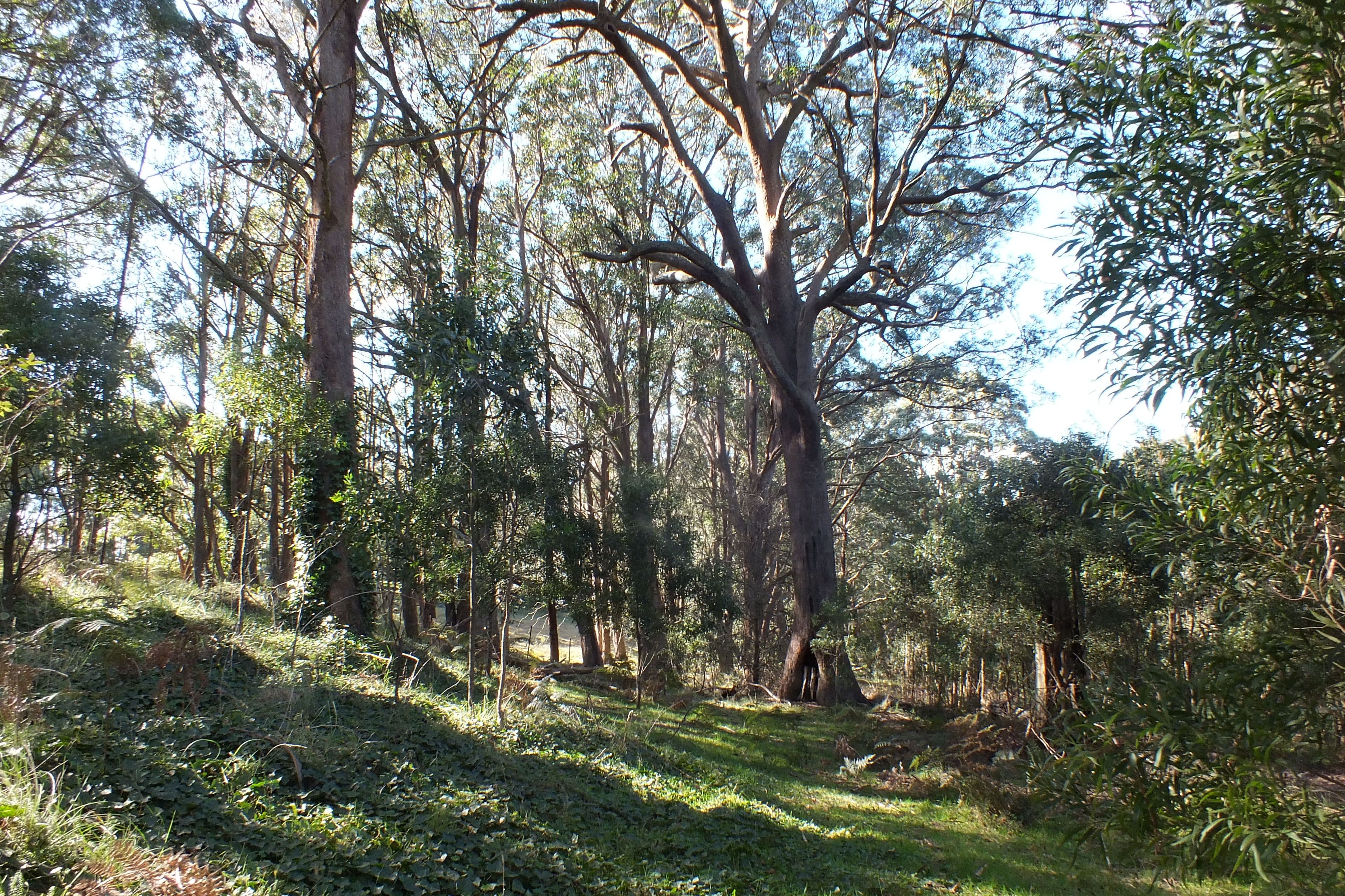 Lot 9 Jenolan Caves Road, Hampton NSW 2790, Hampton - Thumbnail 8