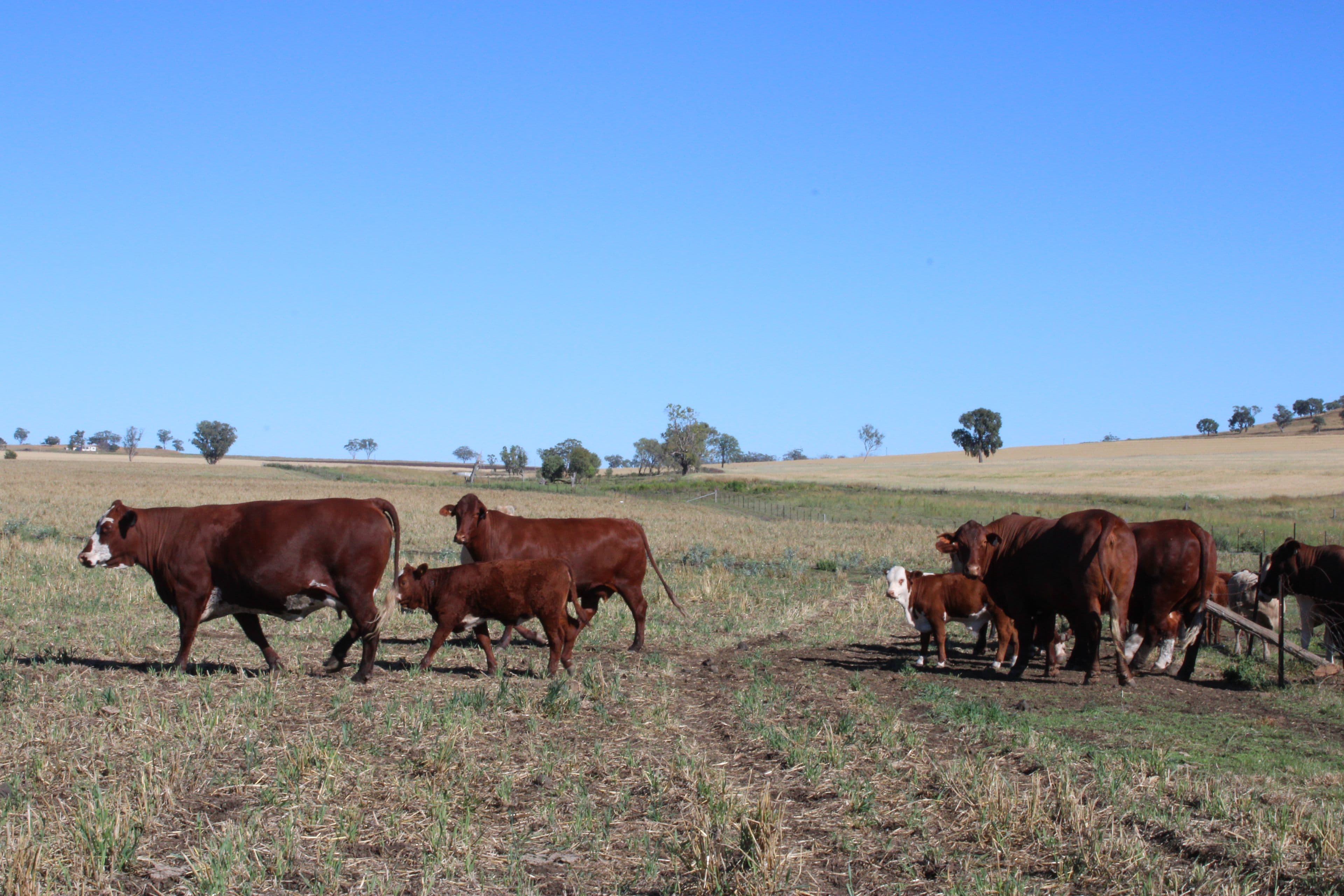 Lot 1 Glenesk Road, Inverell NSW 2360, Inverell - Thumbnail 6