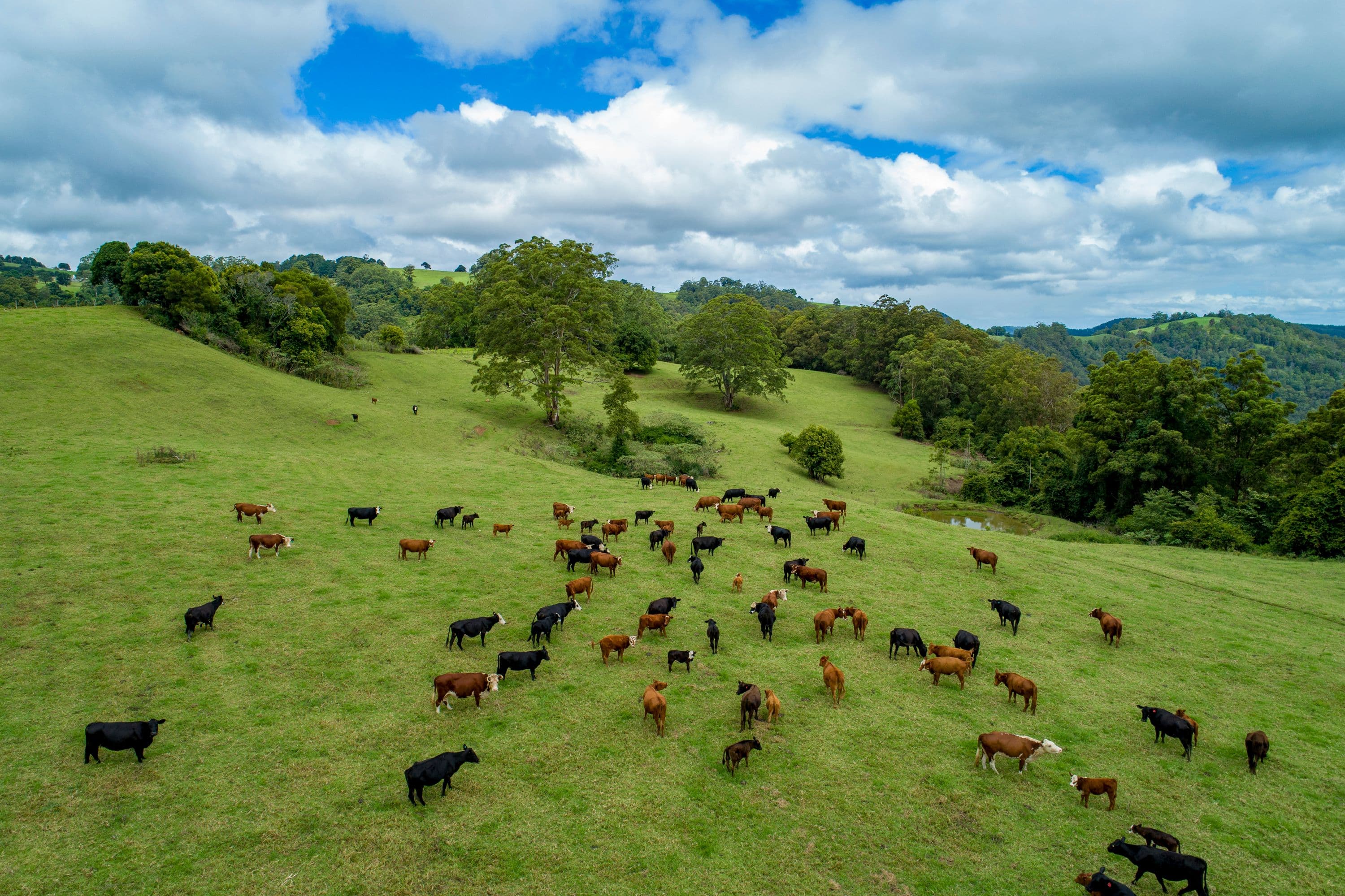 888 Innes View Road, Comboyne NSW 2429, Comboyne - Thumbnail 7