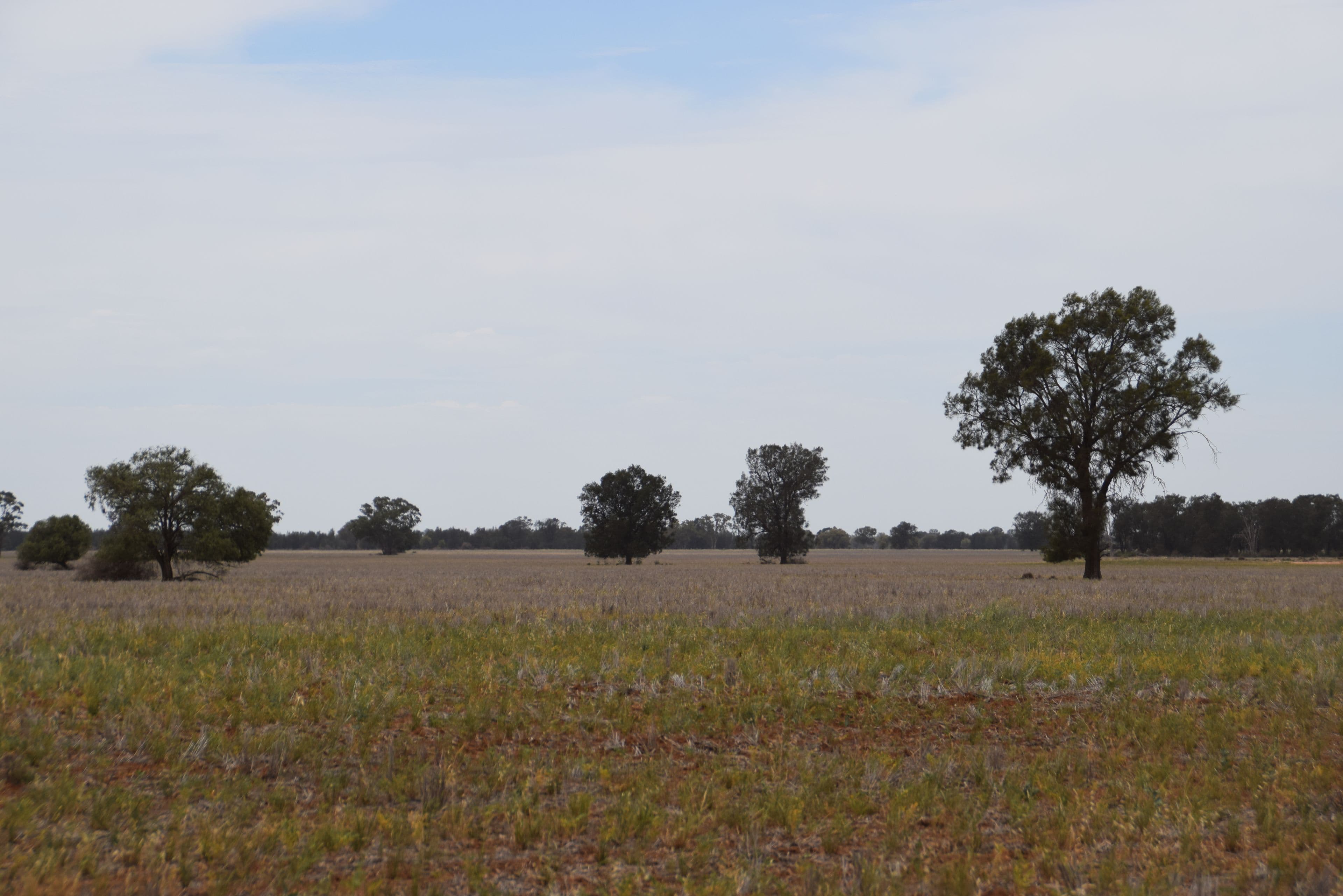'Ossory' Aggregation, Narromine NSW 2821, Narromine - Thumbnail 8