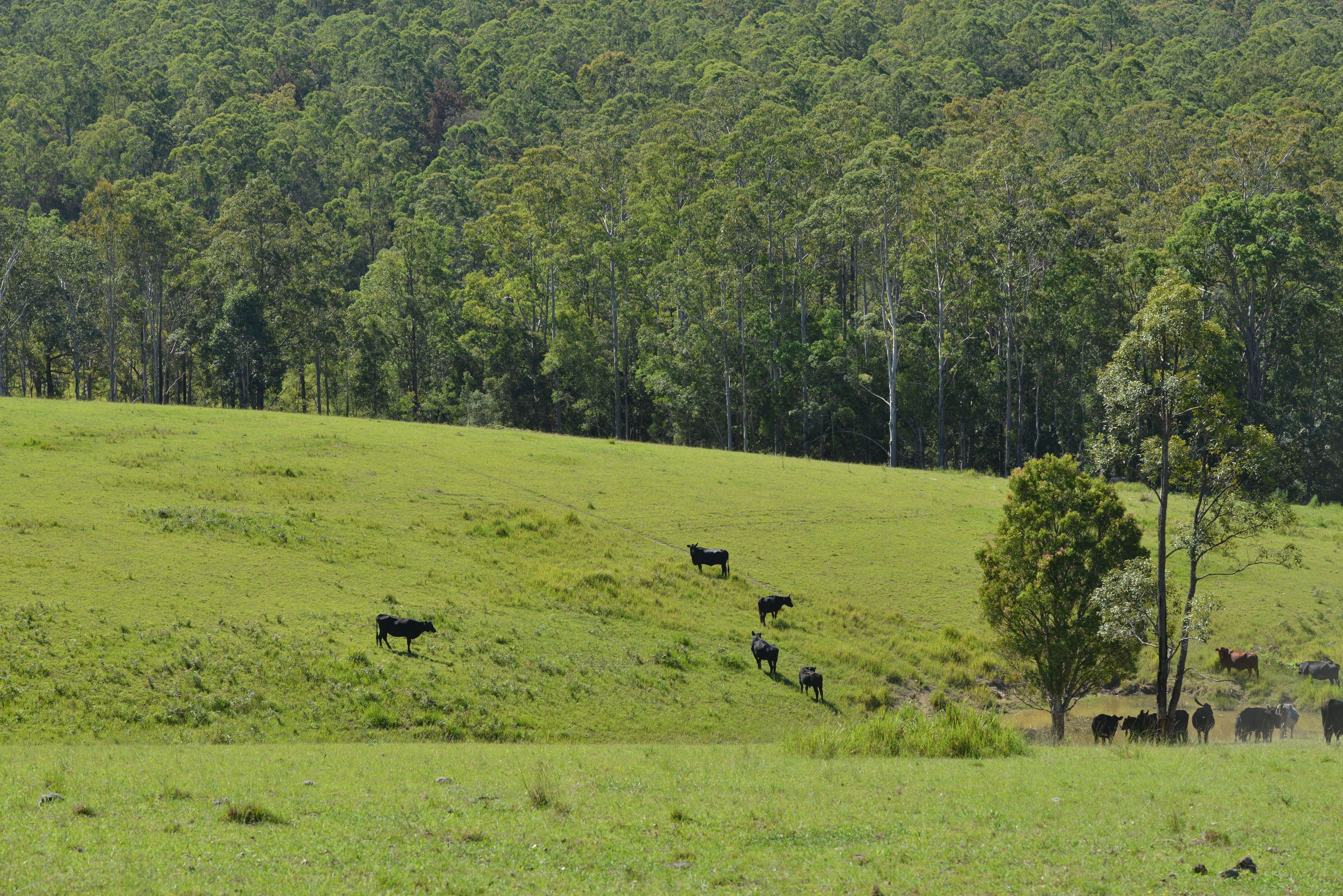 Lots 34, 1, 93, 120 and 128 Nowendoc Road, Knorrit Flat NSW 2424, Knorrit Flat - Thumbnail 2