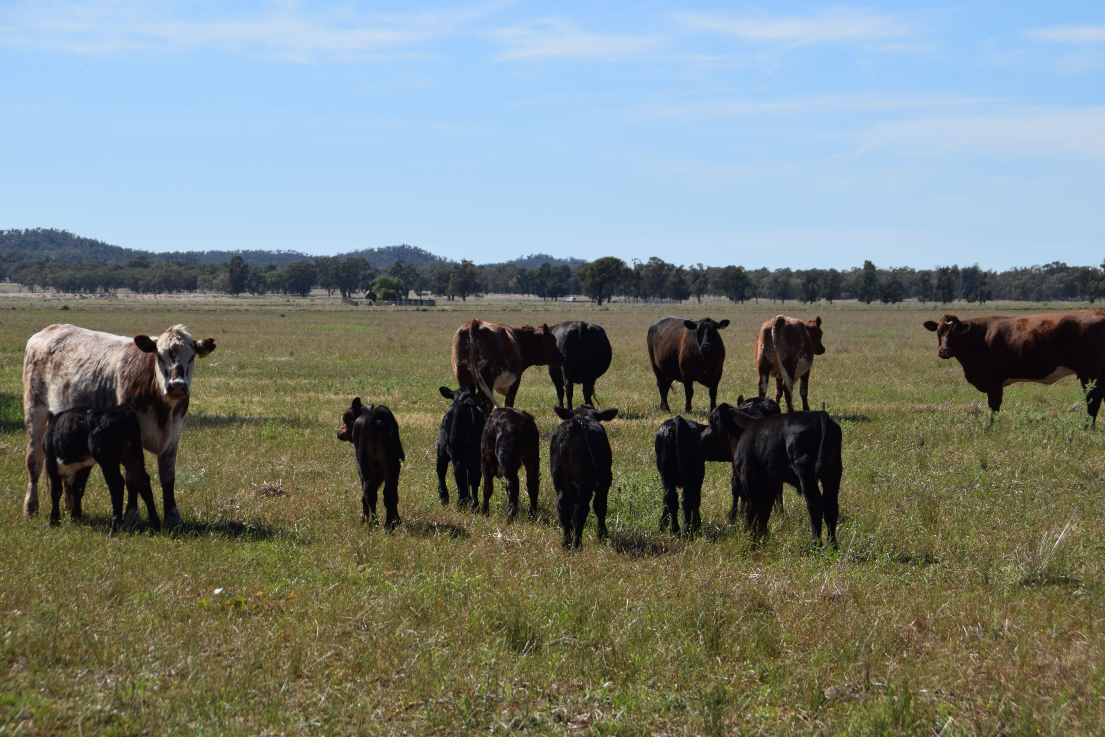'Leawarra' Tomingley Road, Narromine NSW 2821, Narromine - Image 1