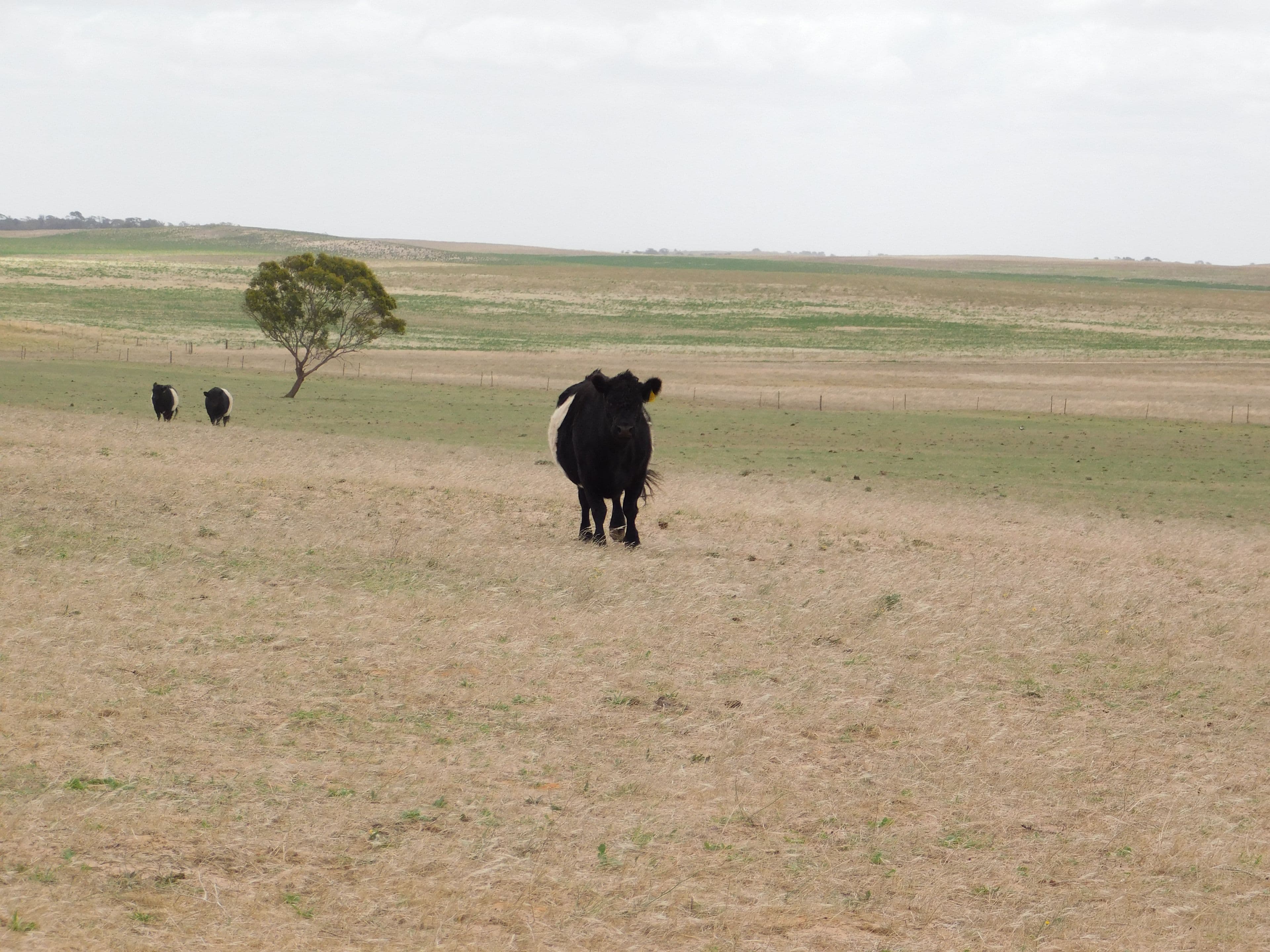 603 DAY Road, Lameroo SA 5302, Lameroo - Thumbnail 3