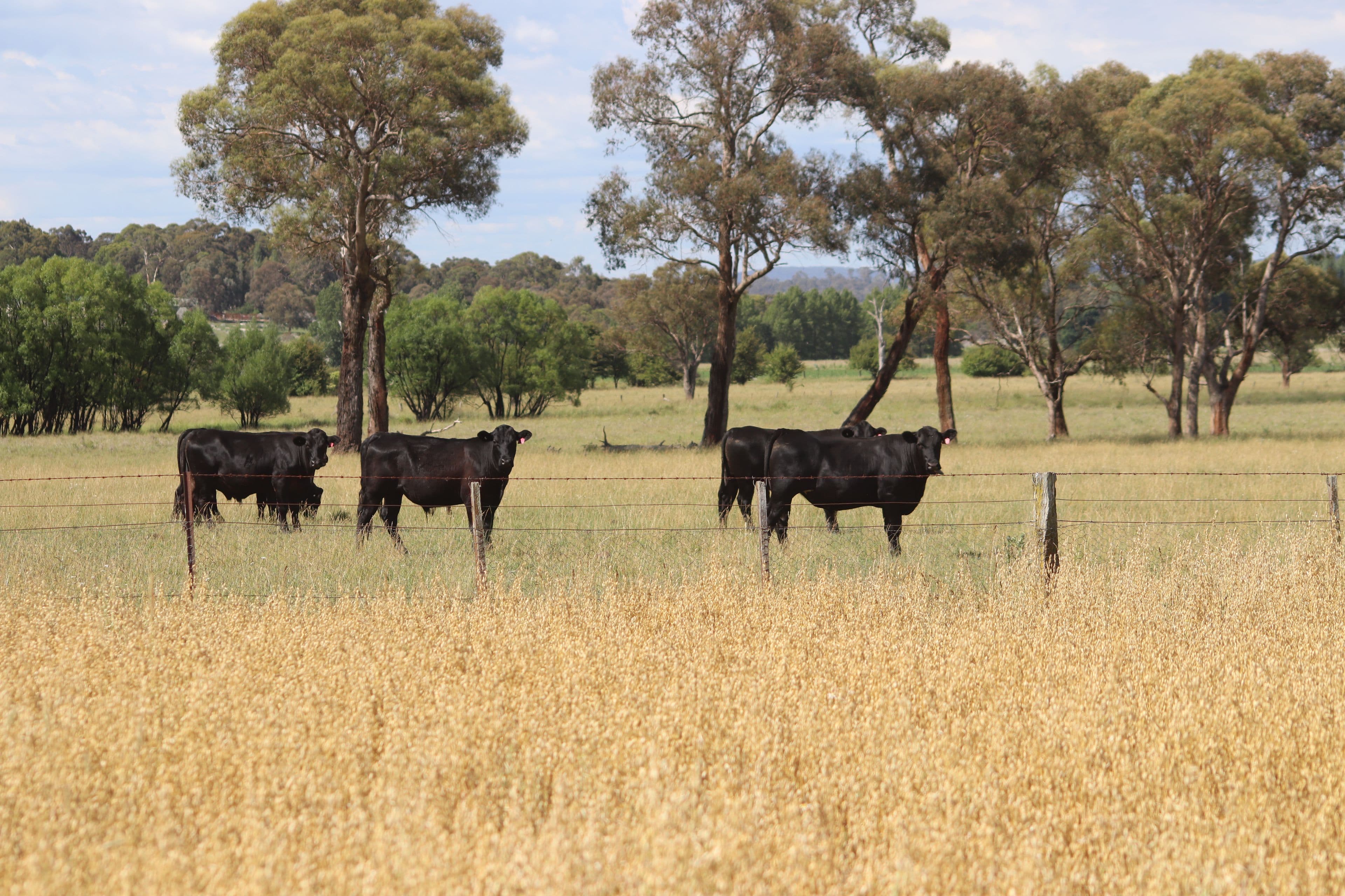 8 Winters Road, Glen Innes NSW 2370, Glen Innes - Thumbnail 5