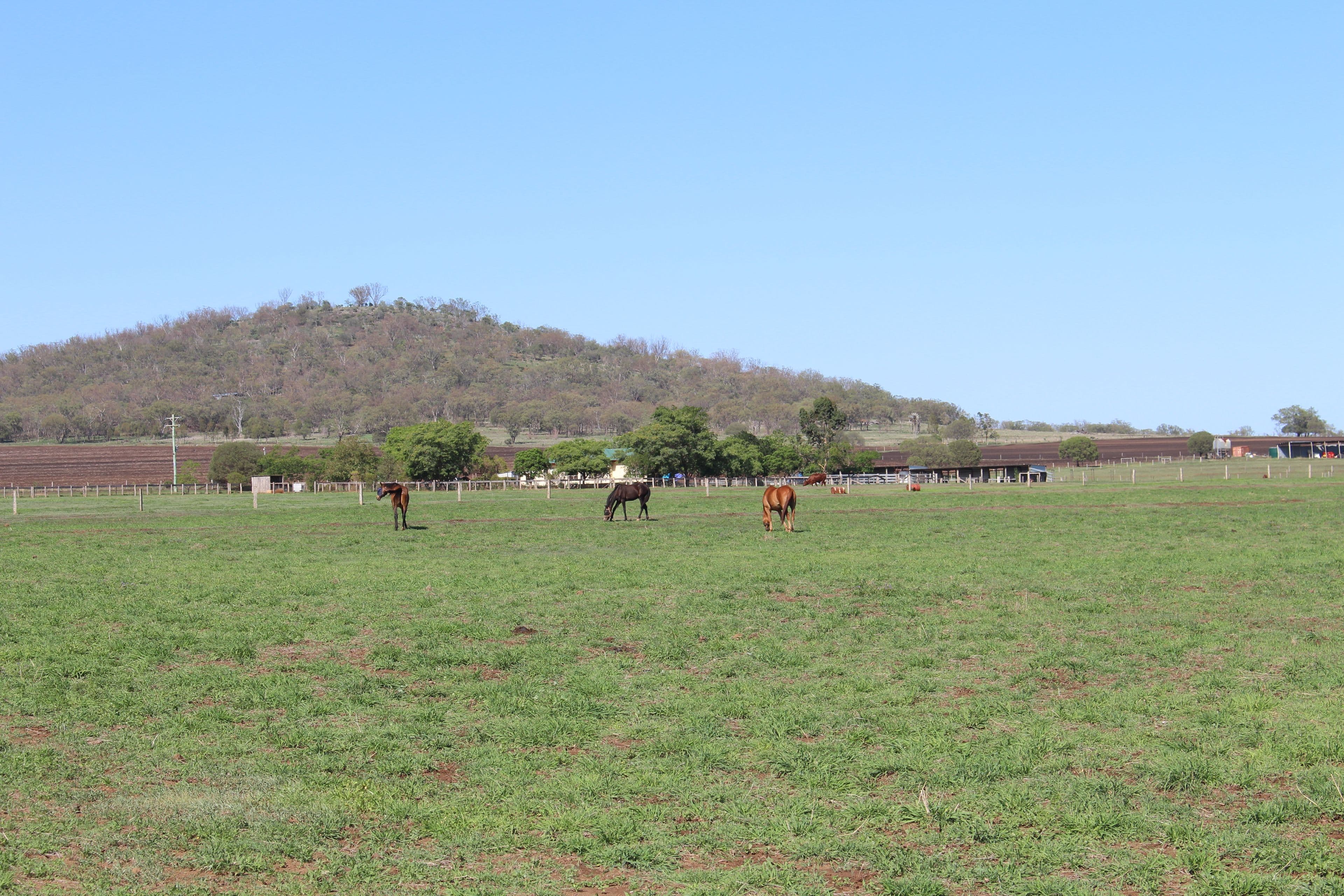 491 Doolan Road, Nobby QLD 4360, Nobby - Thumbnail 6