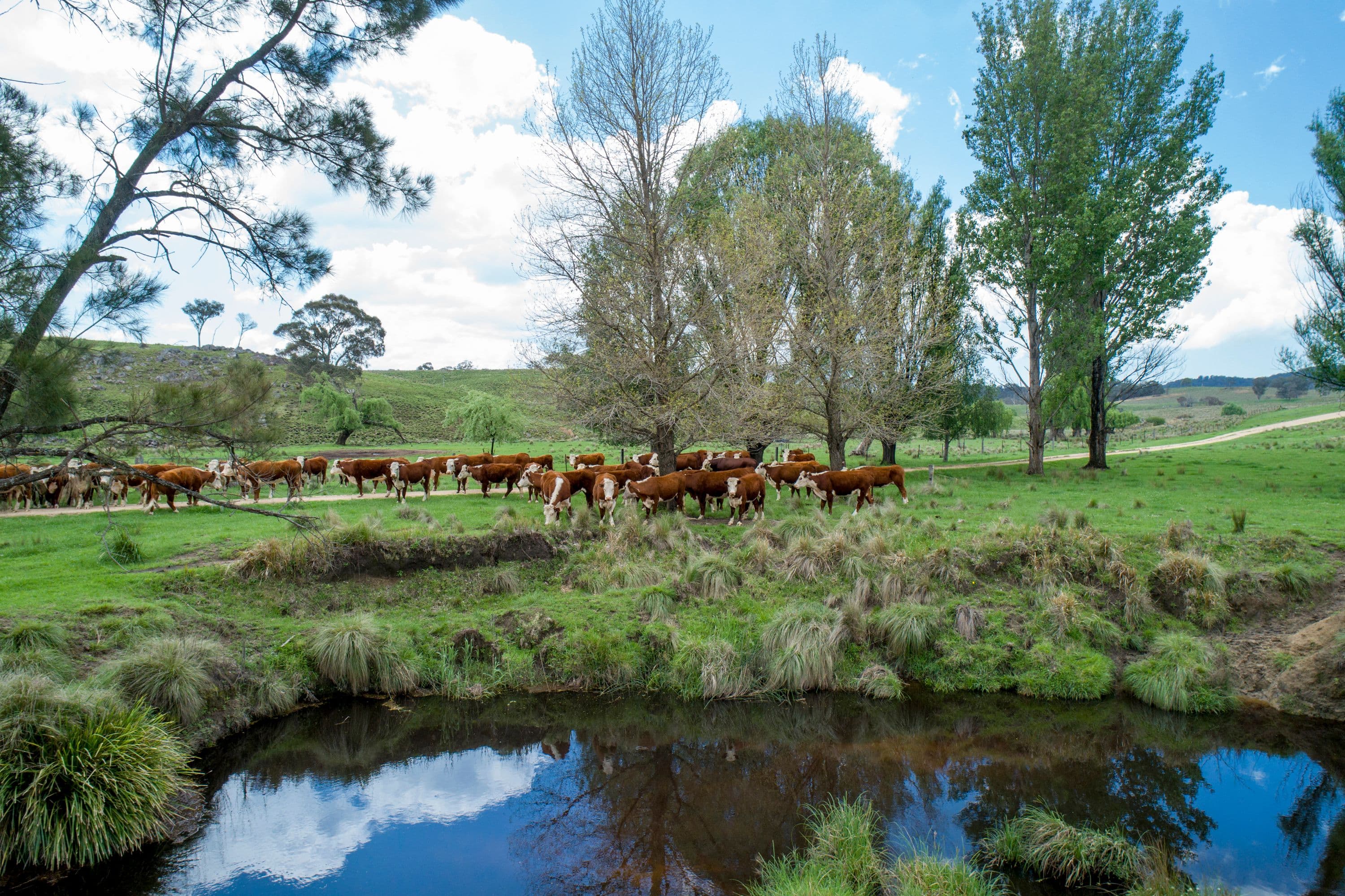 1043 Billirimba Road, Tenterfield NSW 2372, Tenterfield - Thumbnail 8