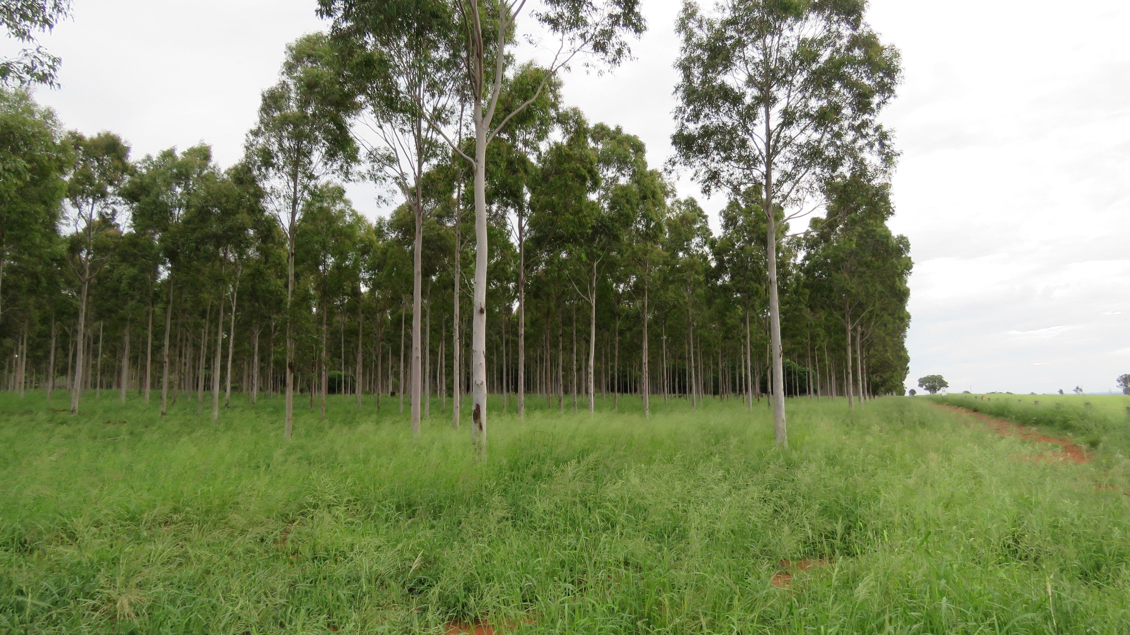 Lot 23 & 24 Proston Boondooma Road, Brigooda, Proston QLD 4613, Proston - Thumbnail 5