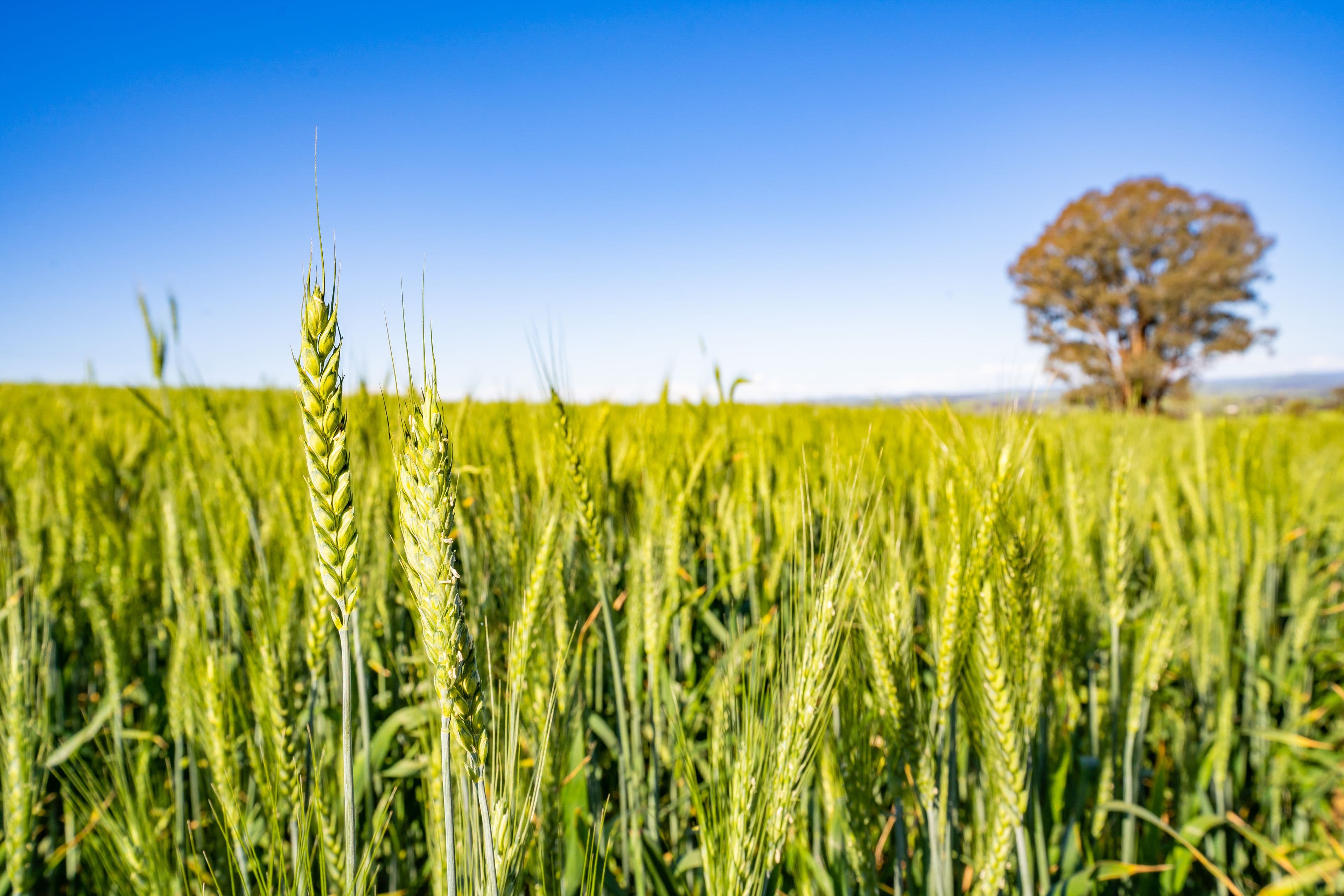 Cowra NSW 2794, Cowra - Thumbnail 4