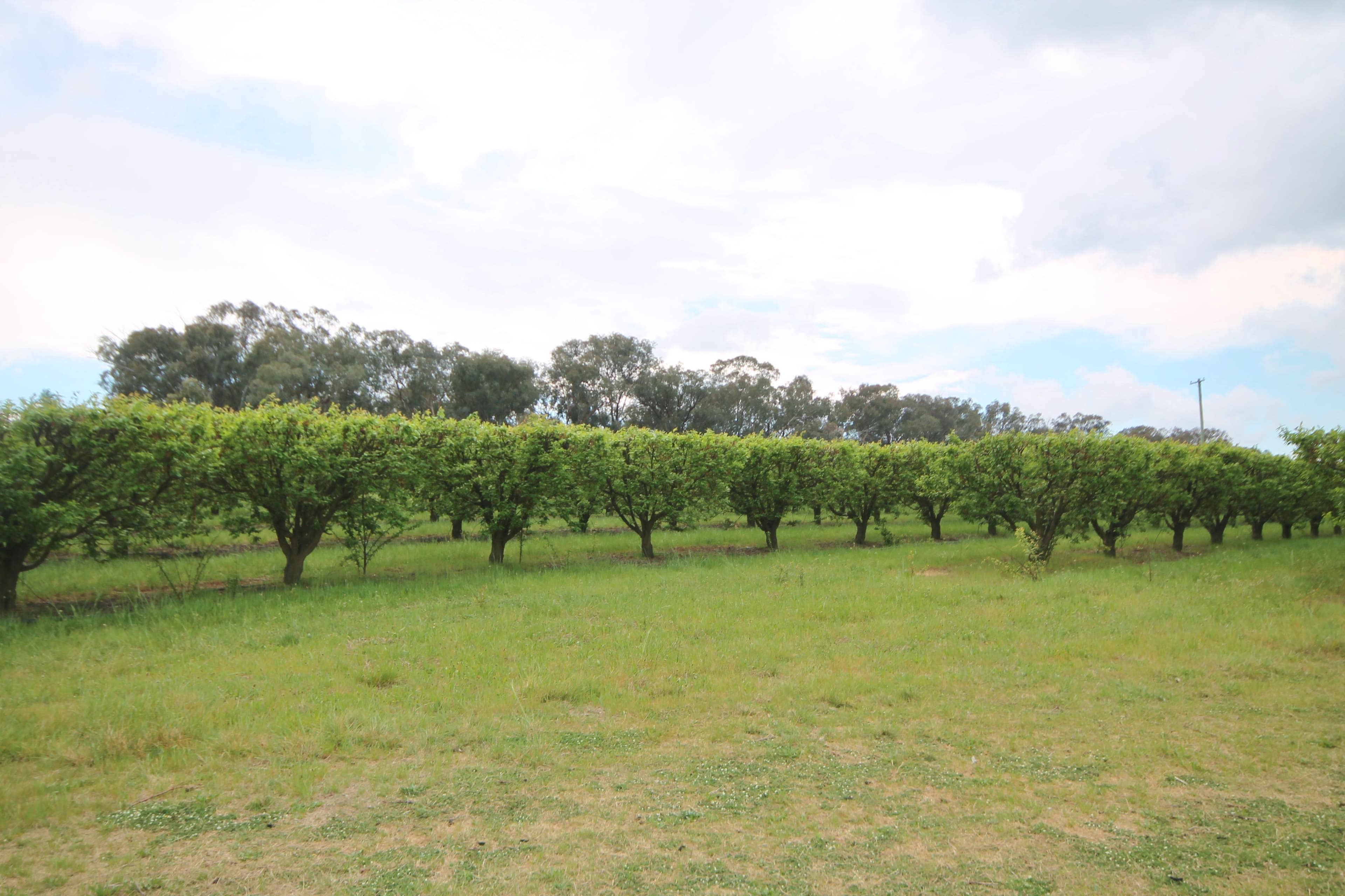 189 Jasprizza Lane, Young NSW 2594, Young - Thumbnail 4