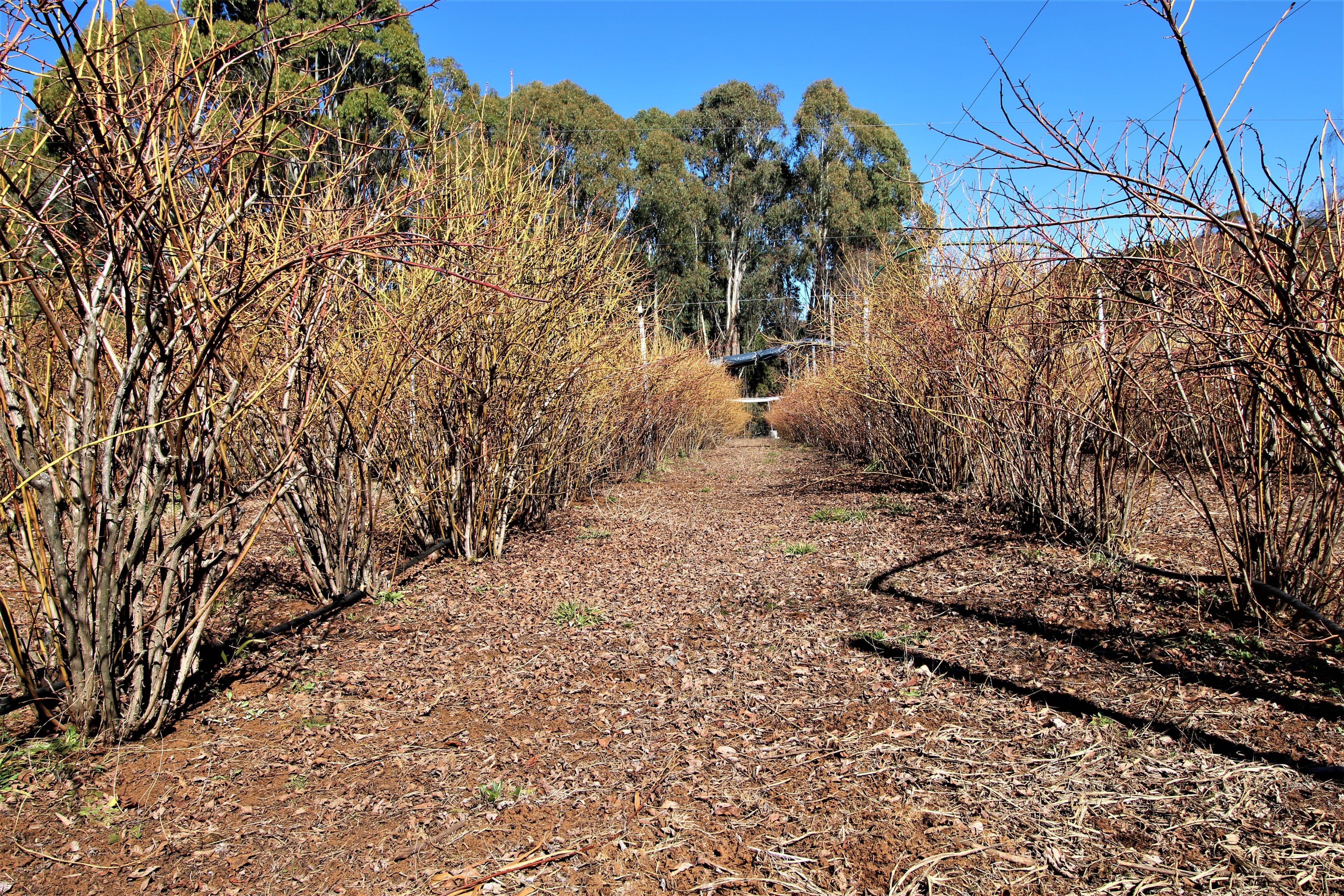 2150 Batlow Road, Laurel Hill - Thumbnail 4