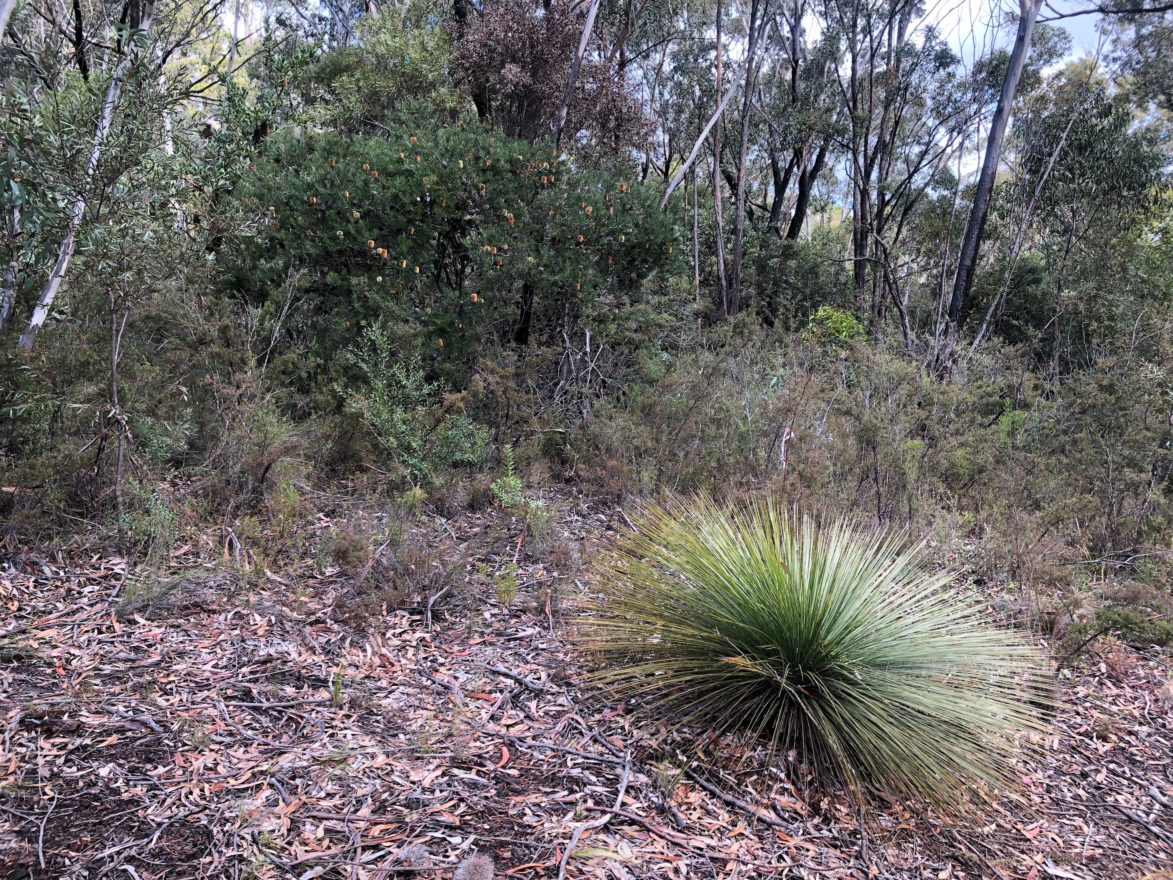 25 Innes Road, Mount Victoria NSW 2786, Mount Victoria - Thumbnail 8