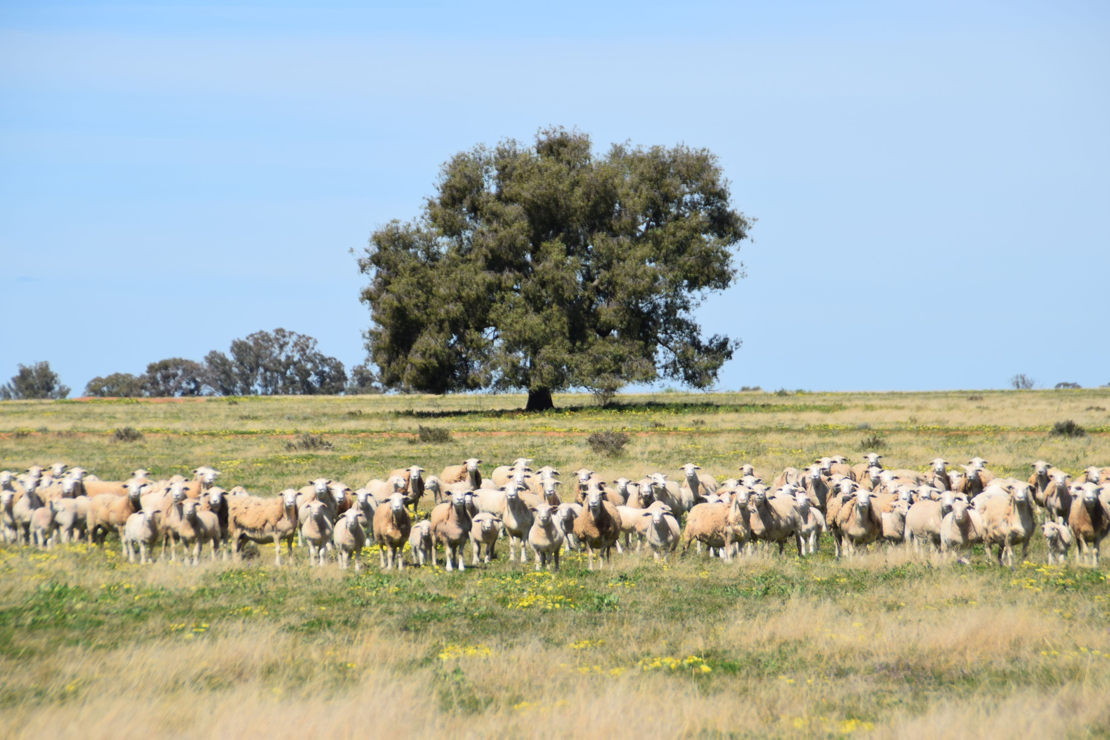 'Windeena' 802 Milpulling Road, Gilgandra NSW 2827, Gilgandra - Image 1