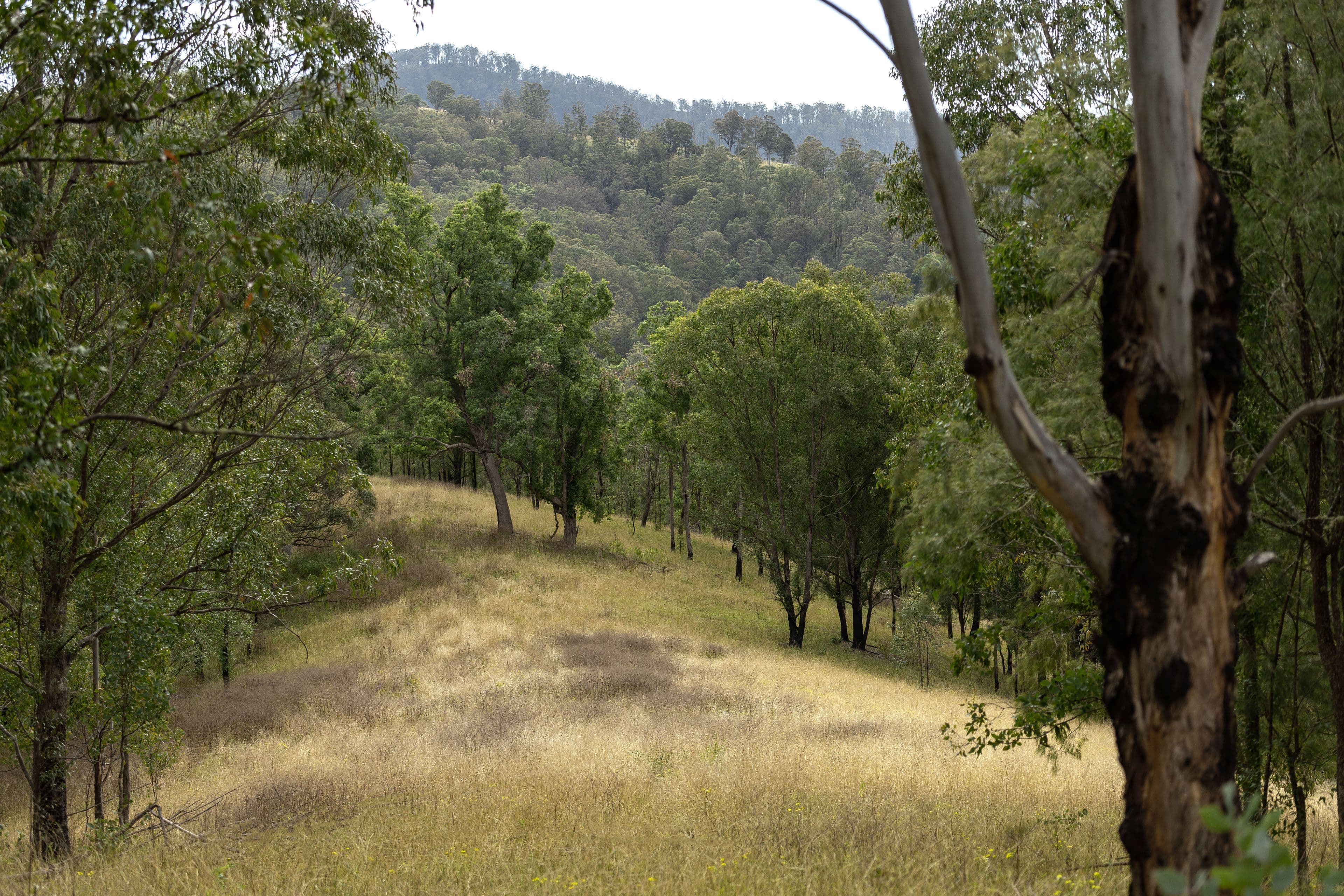 Lot 59 McPhersons Country Estates, Enfield Range Road, Cells River NSW 2424, Cells River - Thumbnail 4