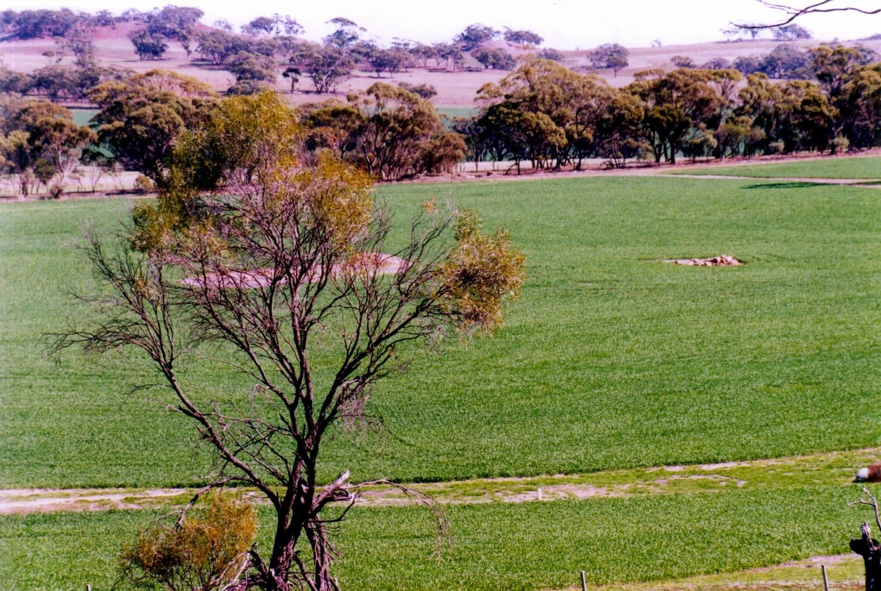 Exmoor 1 83 Exmoor Road, MOORA WA 6510, Moora - Thumbnail 2