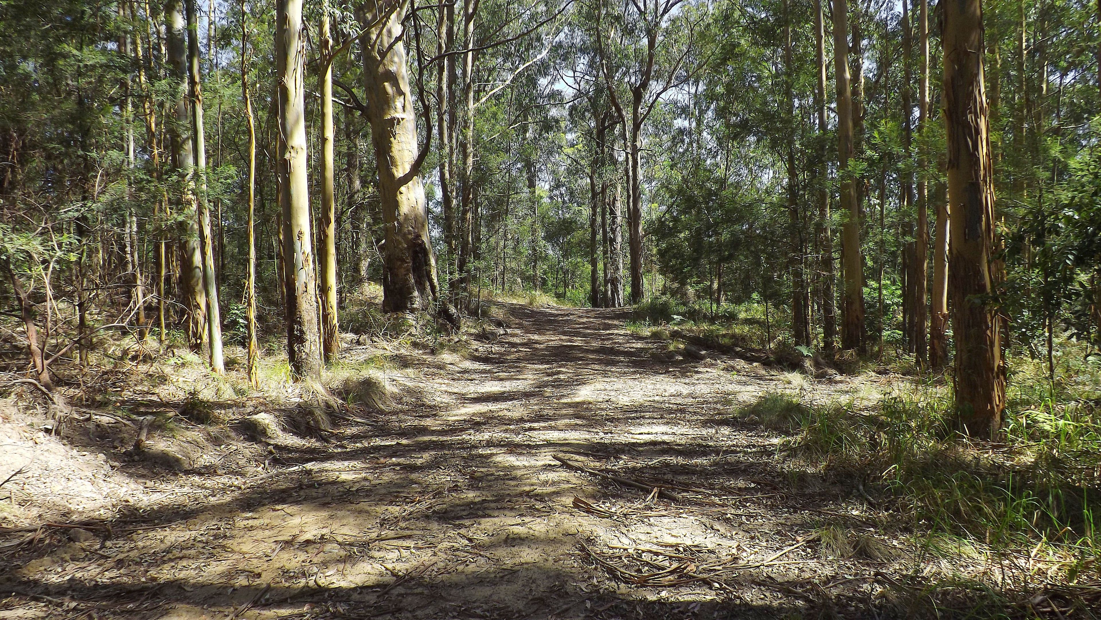 Lot 142 Mount Royal Road, Singleton NSW 2330, Singleton - Image 1