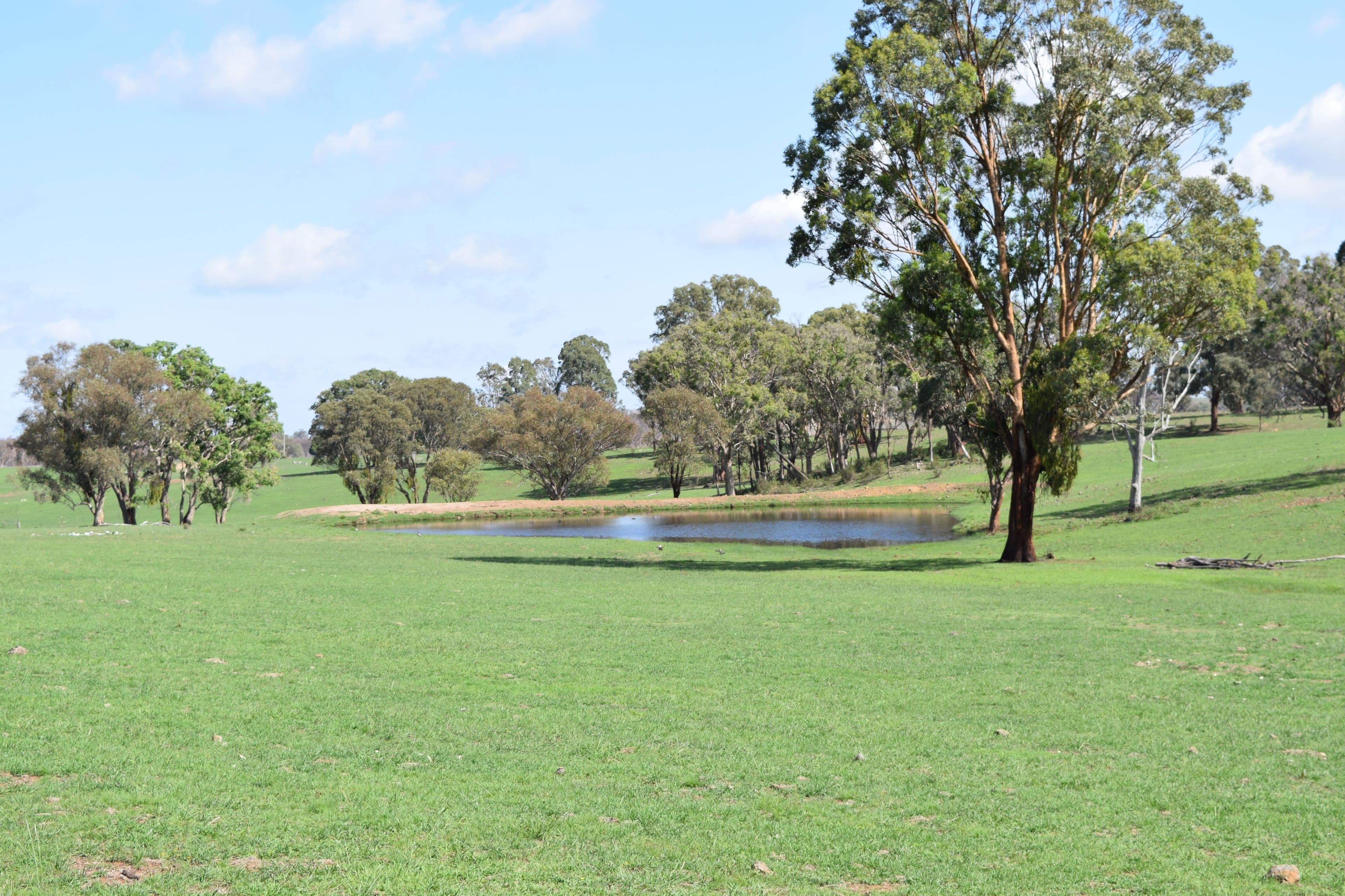 1071 Briarbrook Road, Guyra NSW 2365, Guyra - Thumbnail 7