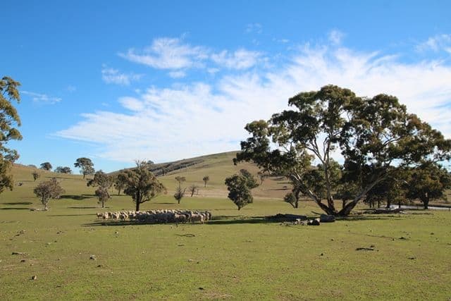 201 Gallymont Road, Mandurama NSW 2792, Mandurama - Image 1