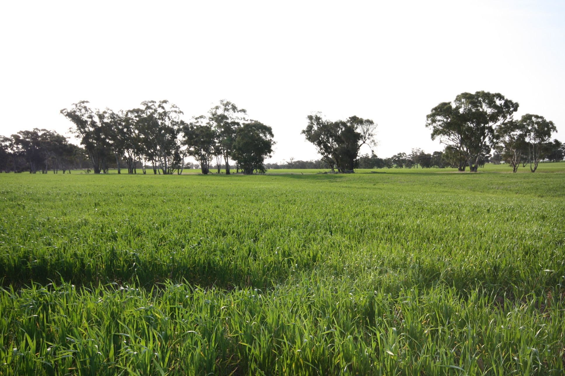 00 Dunolly Road, St Arnaud VIC 3478, St Arnaud - Thumbnail 5