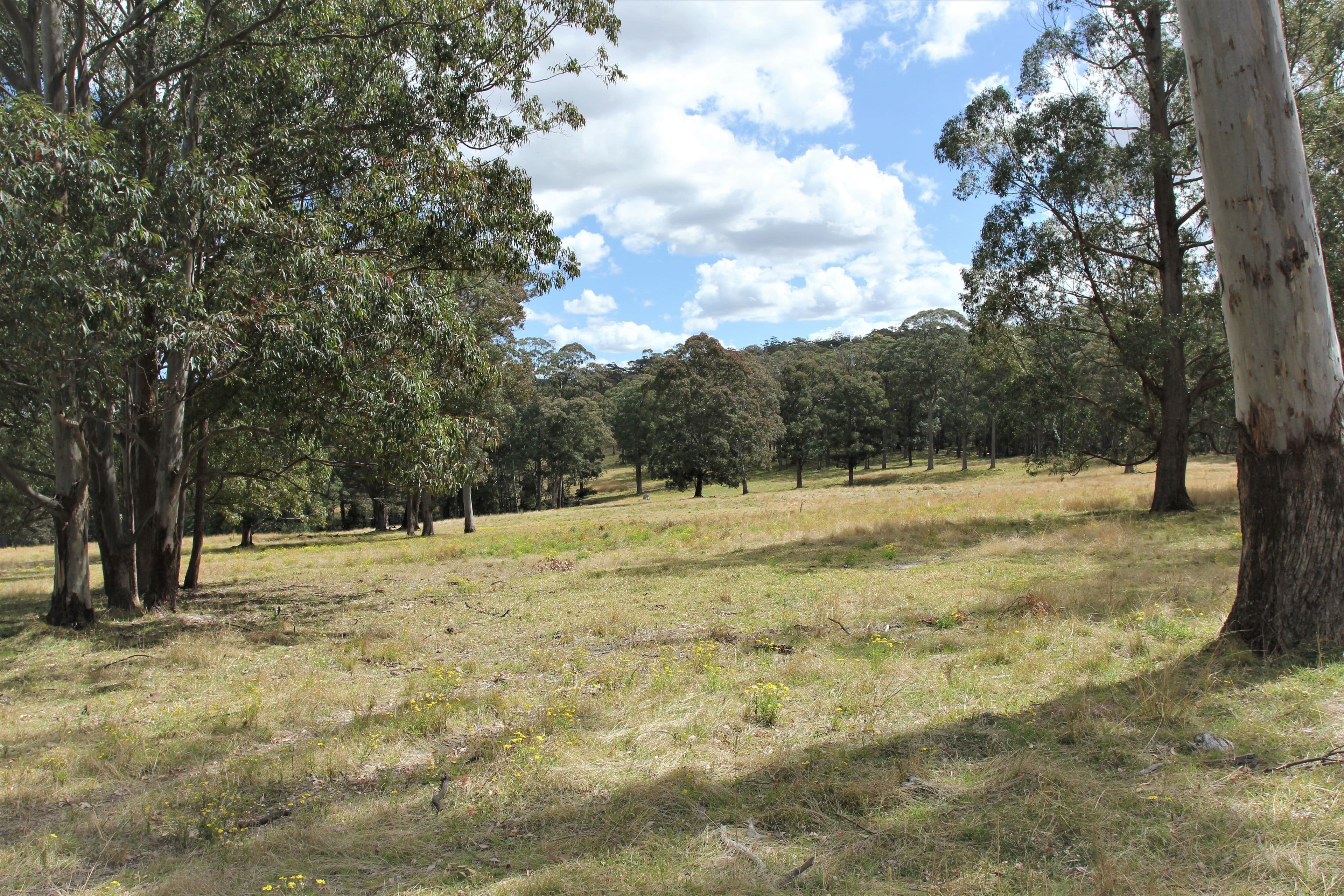1394 Billirimba Road, Tenterfield NSW 2372, Tenterfield - Thumbnail 6