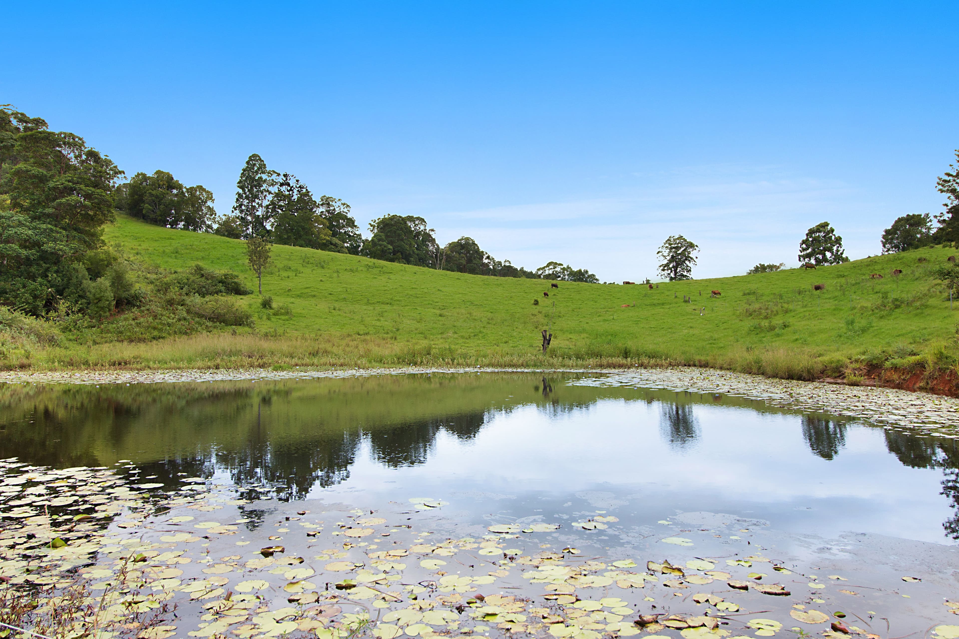 54 Bald Mountain Road, Limpinwood NSW 2484, Limpinwood - Thumbnail 2