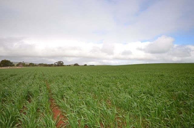 "Pfitzners" Range Road, Eudunda SA 5374, Eudunda - Thumbnail 8