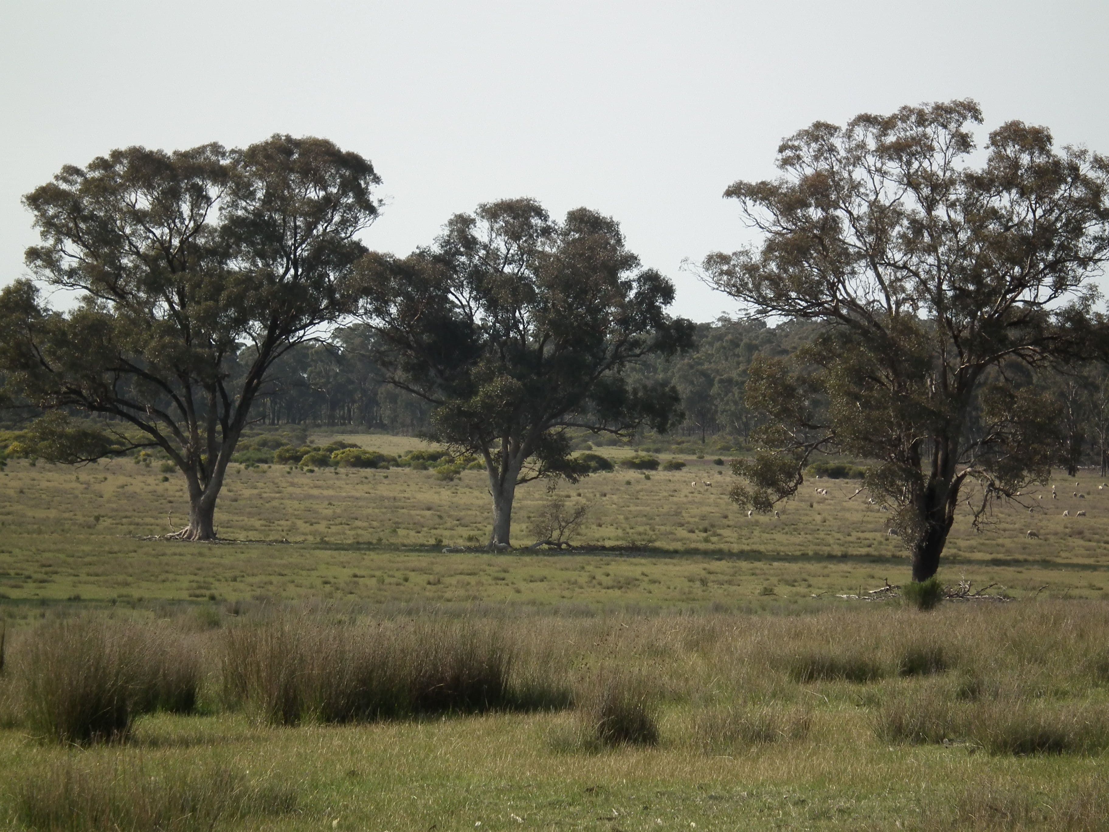 "Dwyers" Snipey Road, KIRWANS BRIDGE VIC 3608, Kirwans Bridge - Thumbnail 4
