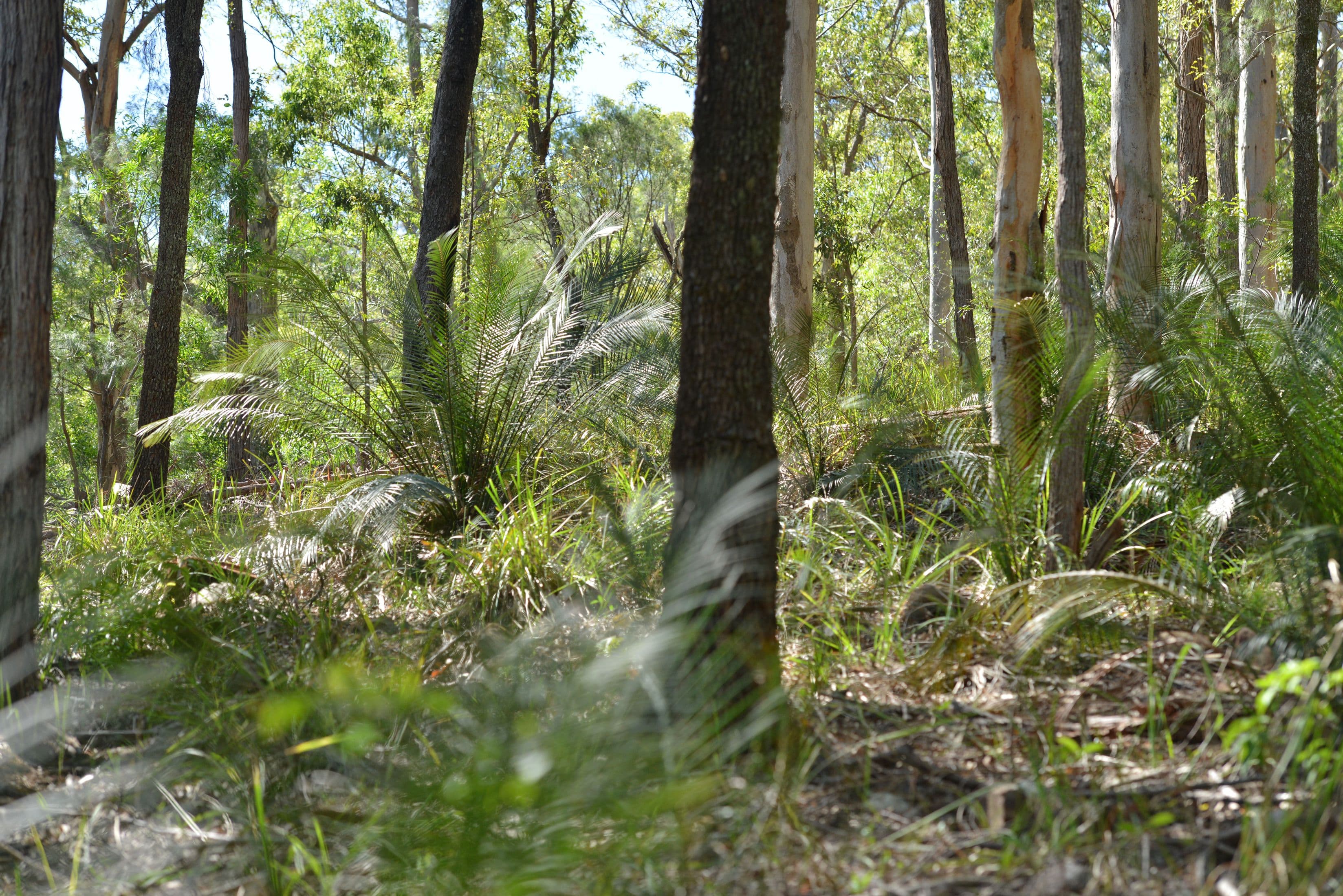 Lot 48 & 106 Nowendoc Road, Knorrit Flat NSW 2424, Knorrit Flat - Image 1