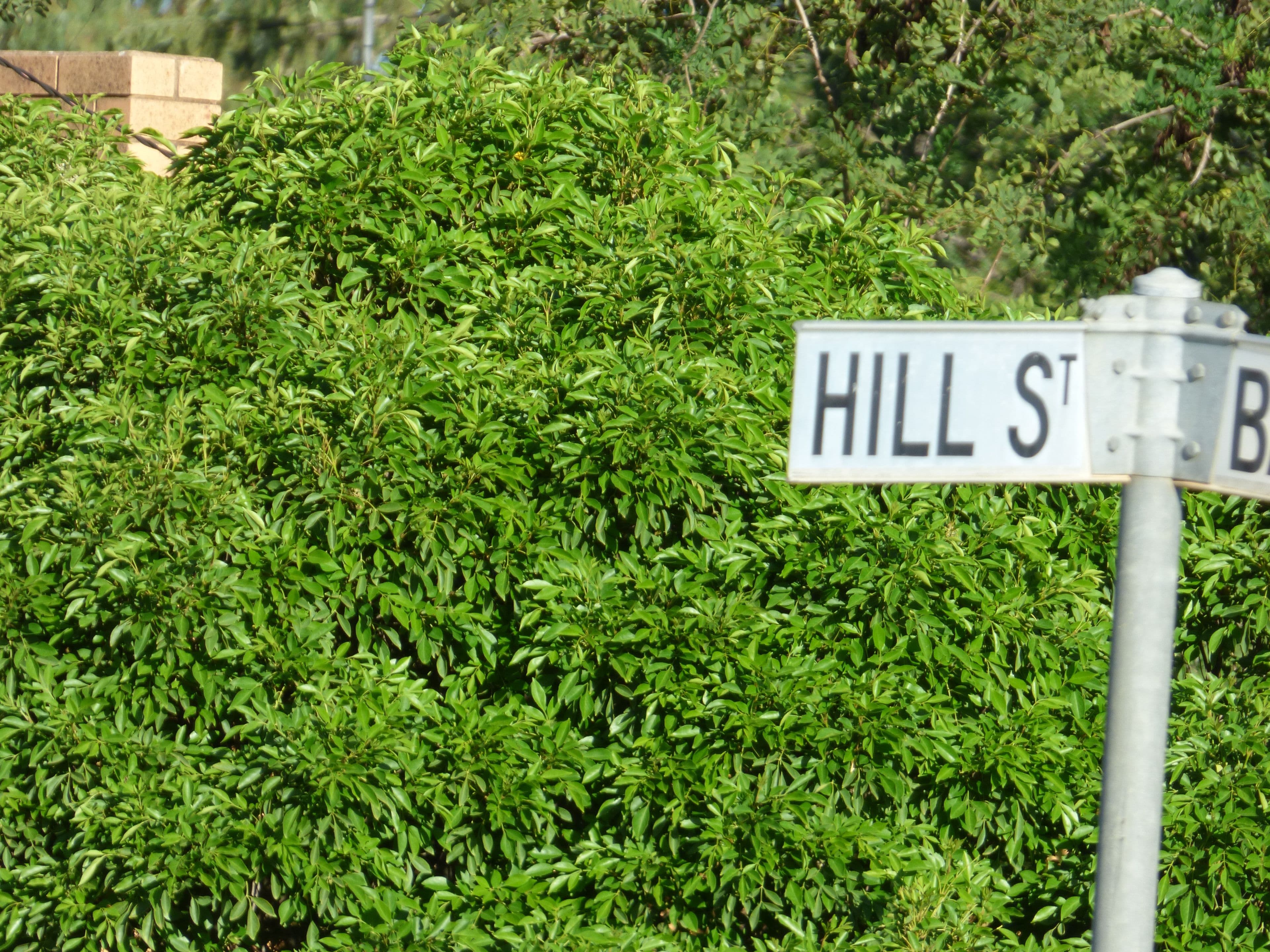Lot 39 Hill Street, Forbes NSW 2871, Forbes - Thumbnail 3