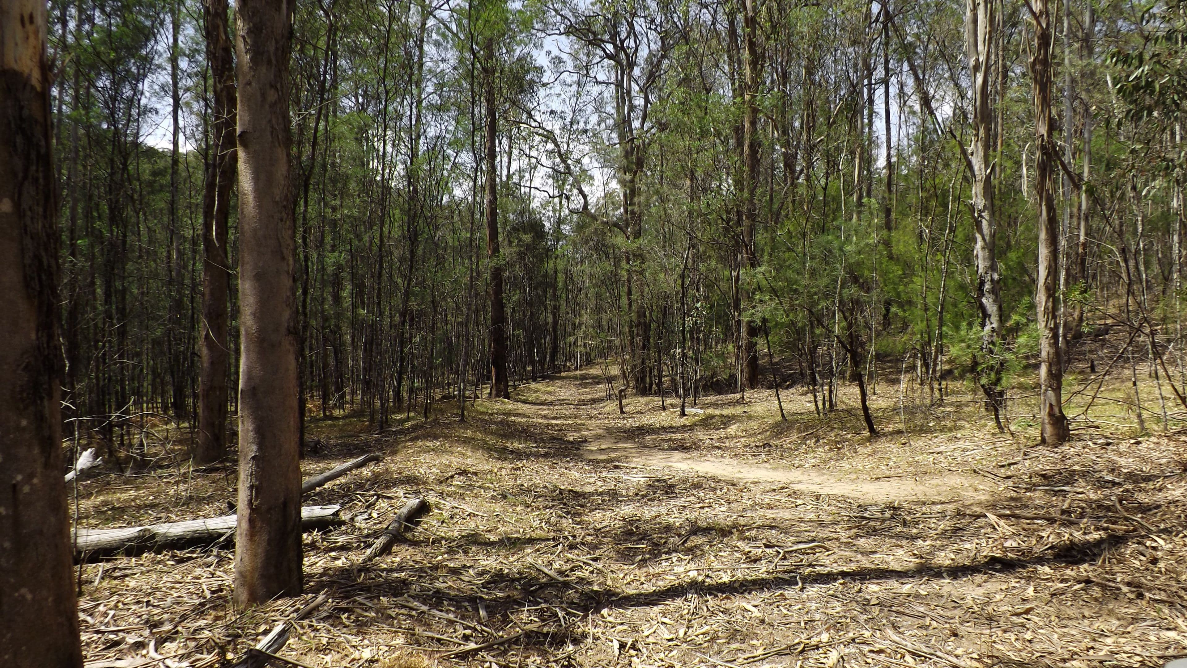 6308 Putty Road, Howes Valley NSW 2330, Howes Valley - Thumbnail 4