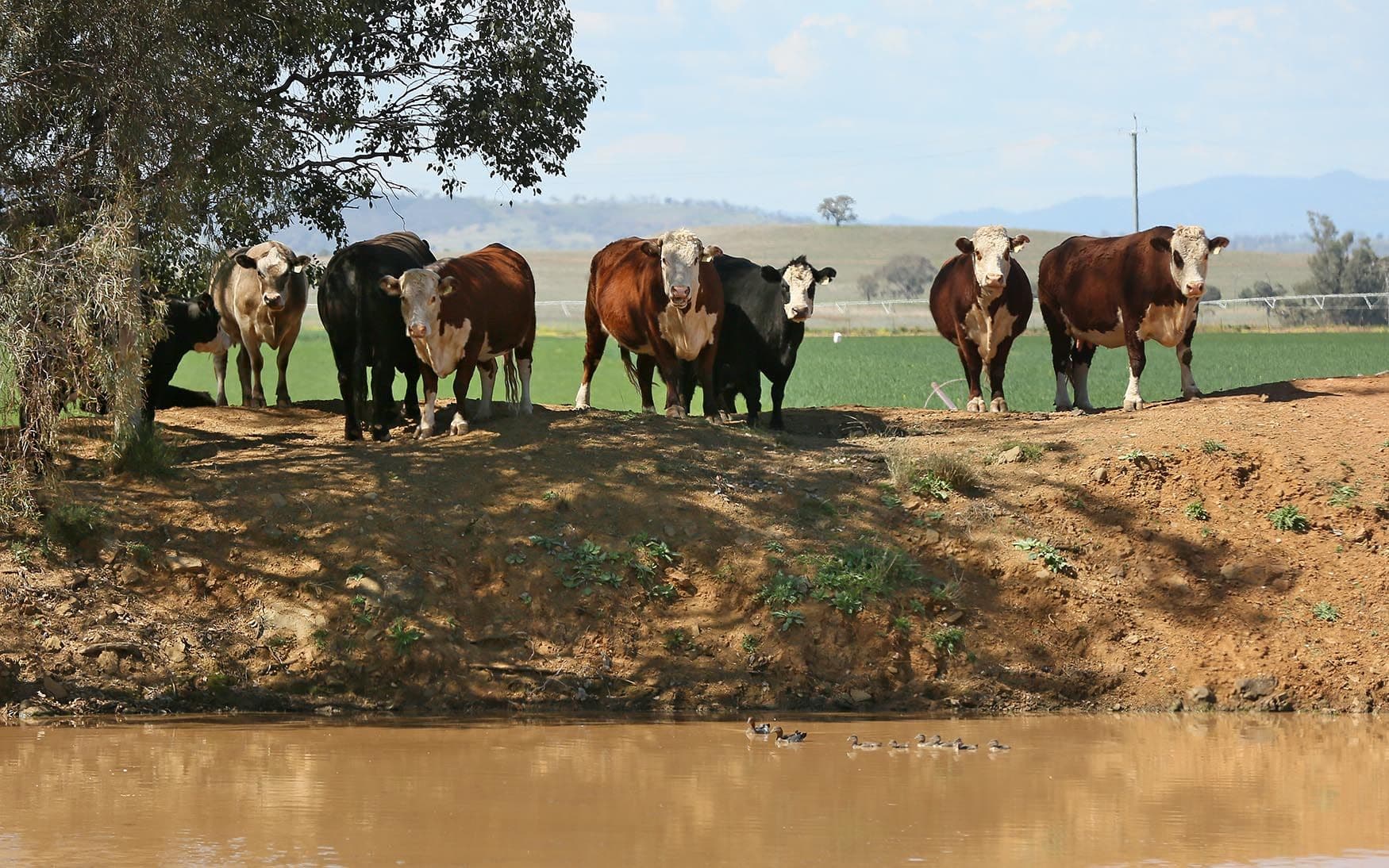 4482 Oxley Highway, Gunnedah NSW 2380, Gunnedah - Thumbnail 3