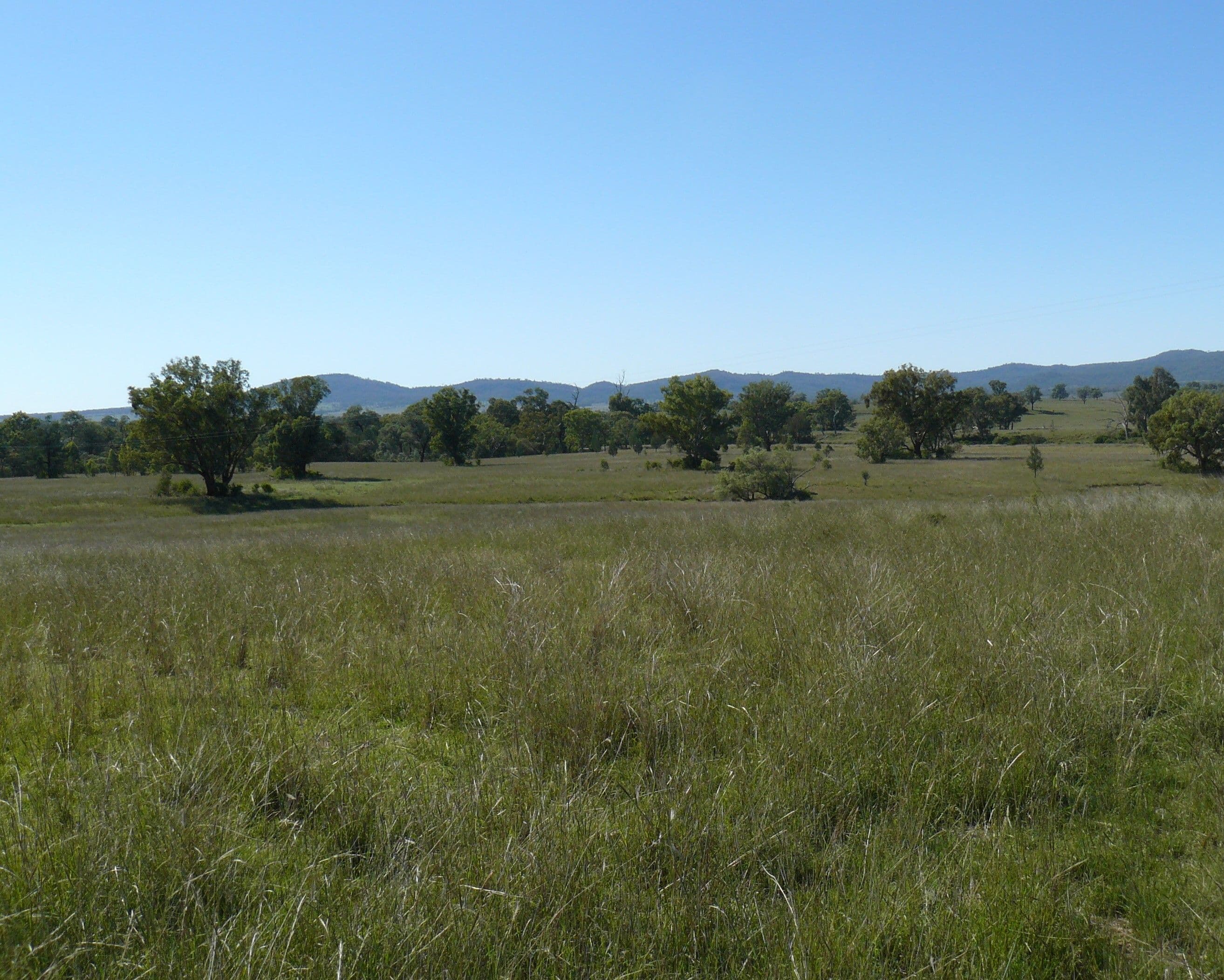 " Box Hill", BINGARA NSW 2404, Bingara - Image 1