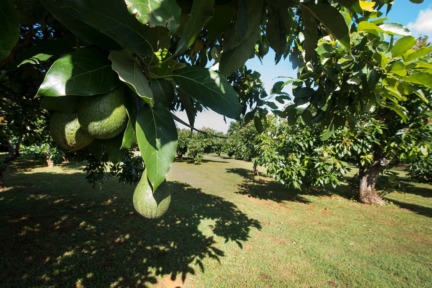 147 Obi Obi Road, Mapleton QLD 4560, Mapleton - Thumbnail 8