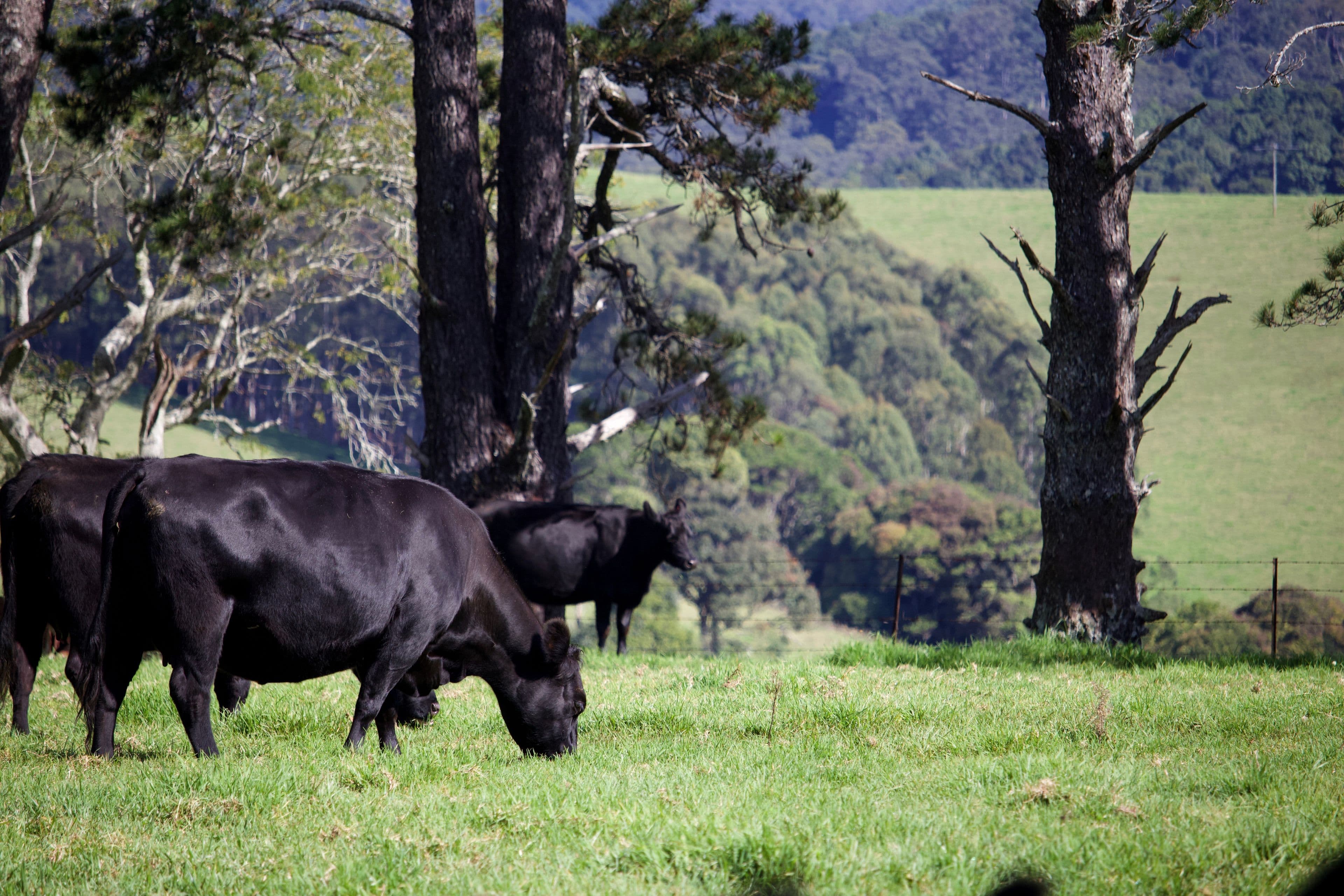 Dorrigo NSW 2453, Dorrigo - Thumbnail 2