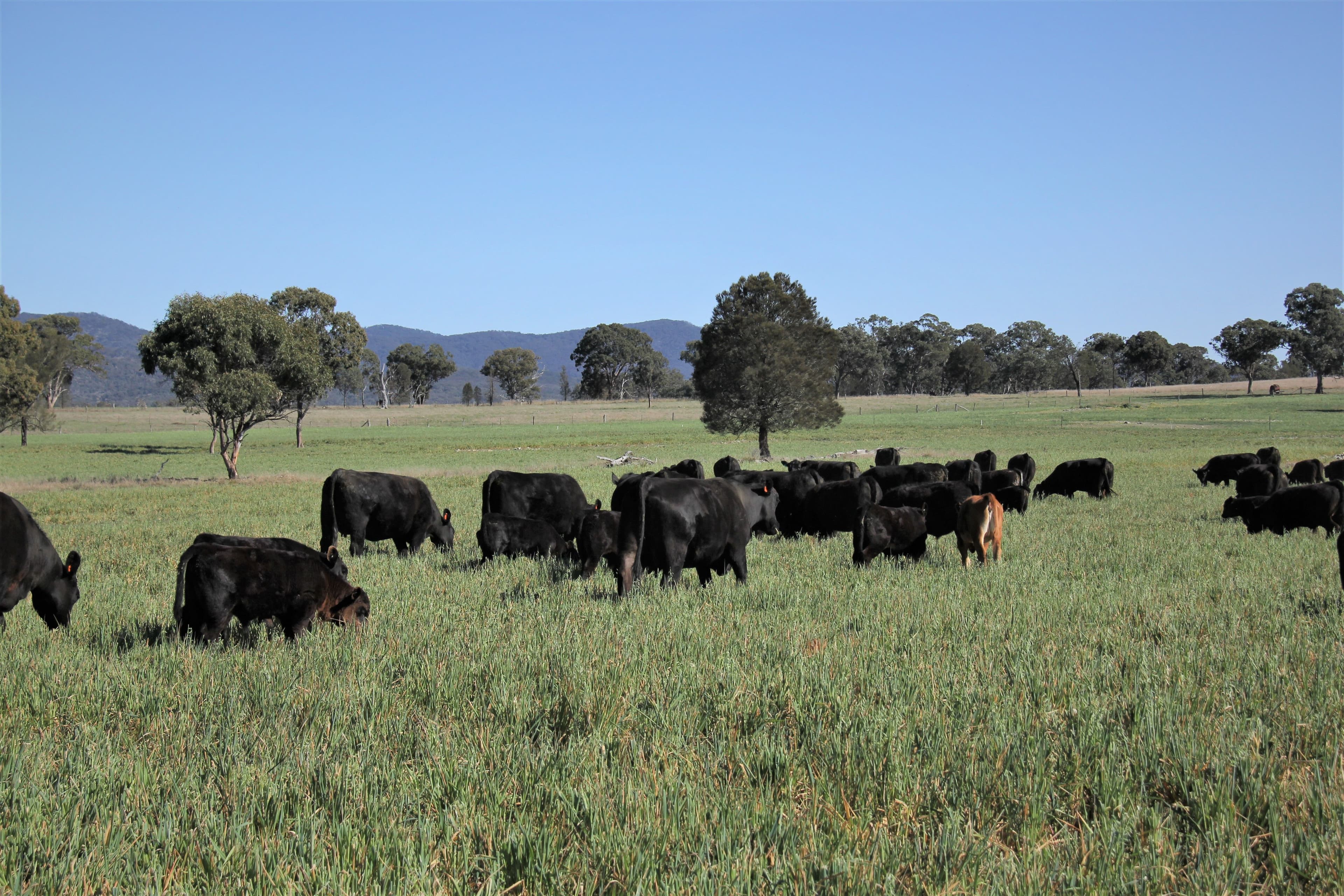 214 Tarban Loop Road, Tenterfield NSW 2372, Tenterfield - Thumbnail 4