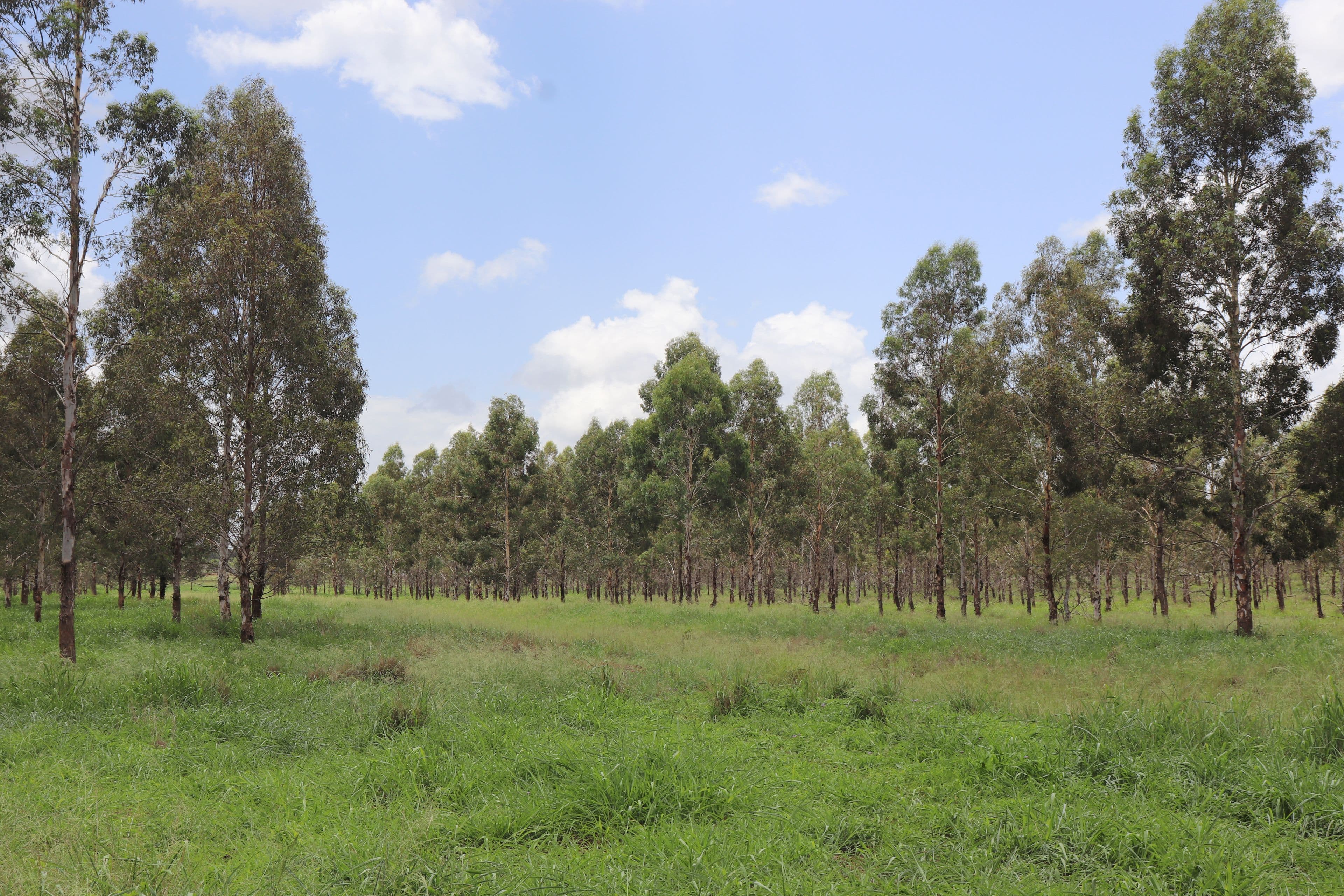 Lot 2 Ogilvy Road, Wooroolin QLD 4608, Wooroolin - Thumbnail 4