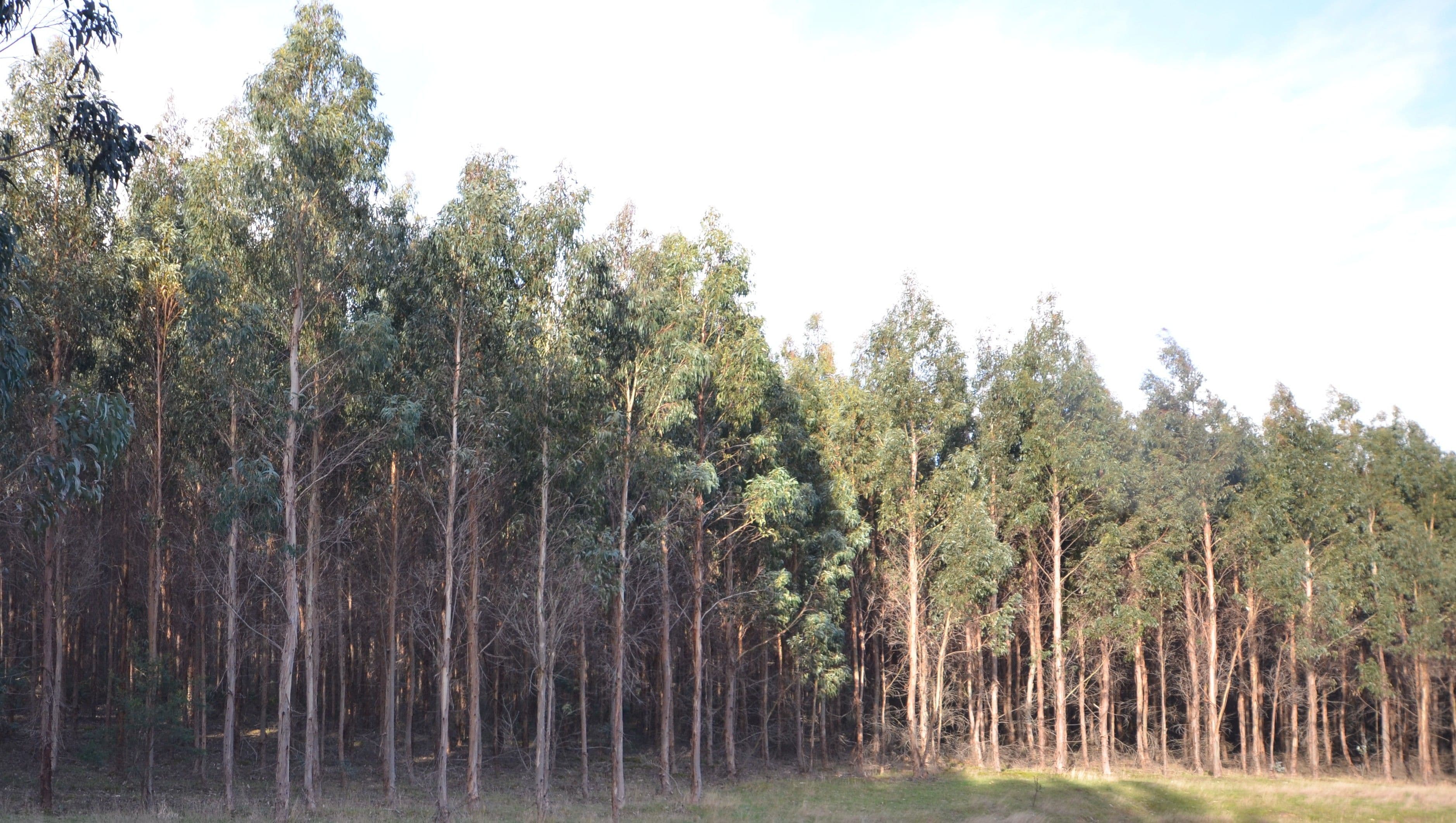 "Crick" Graveyard Hill Road, RAGLAN VIC 3373, Raglan - Thumbnail 4