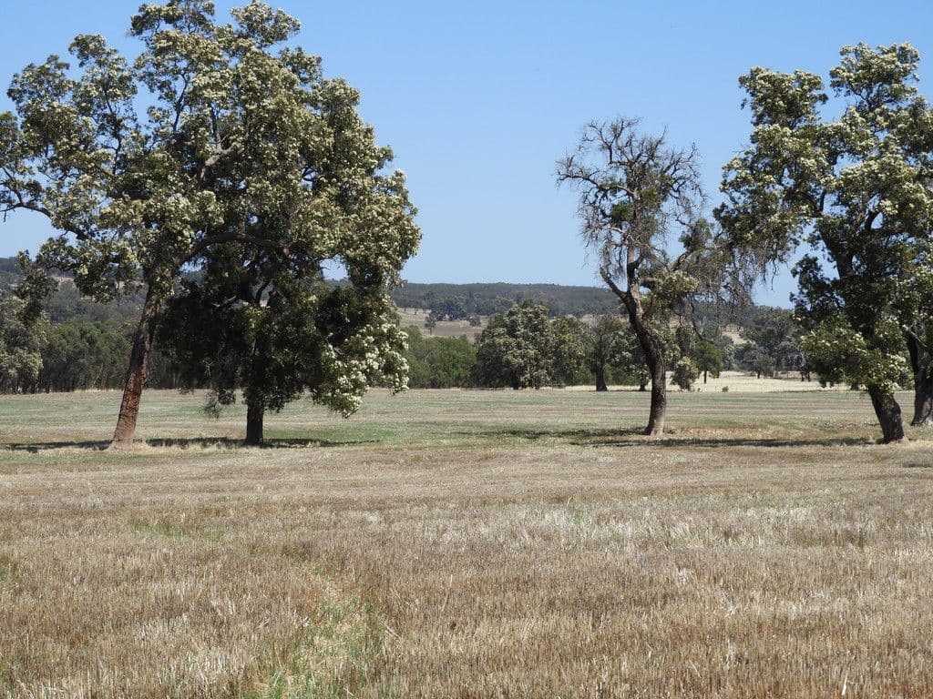 Boase Road Farm, Bakers Hill WA 6562, Bakers Hill - Thumbnail 2