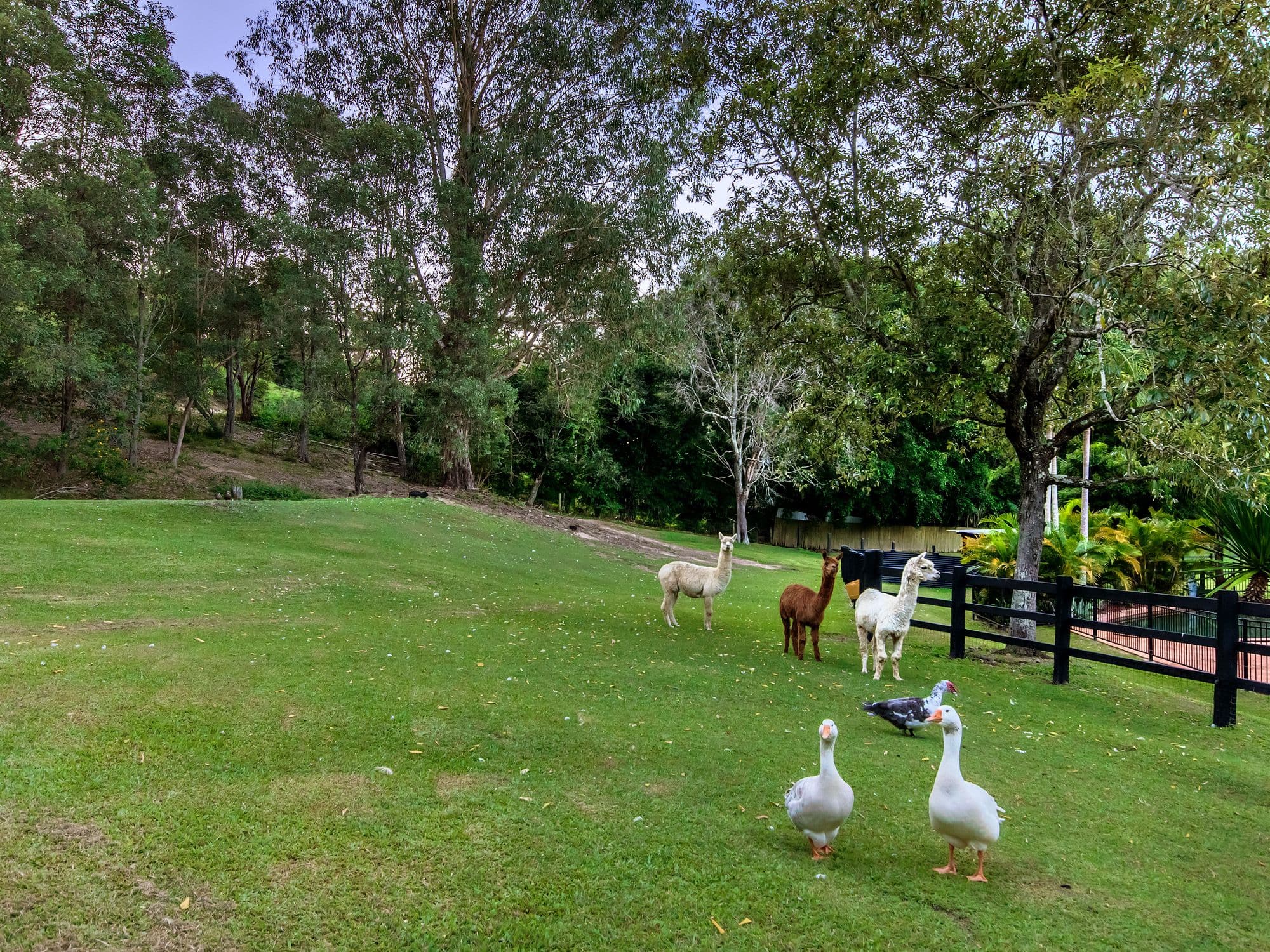 23 Gladrose Crescent, Wongawallan QLD 4210, Wongawallan - Thumbnail 4