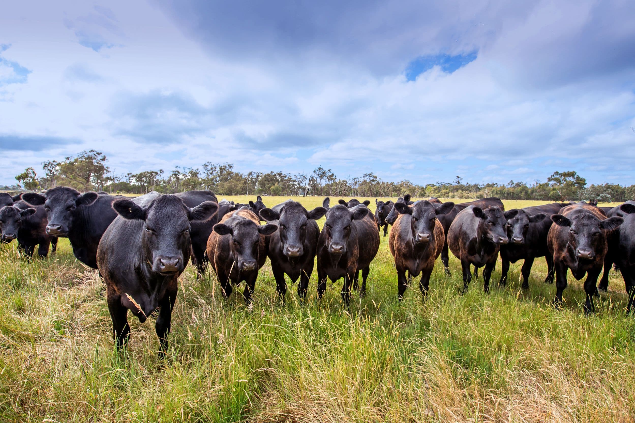 210 Morrison Road, Labertouche VIC 3816, Labertouche - Image 1