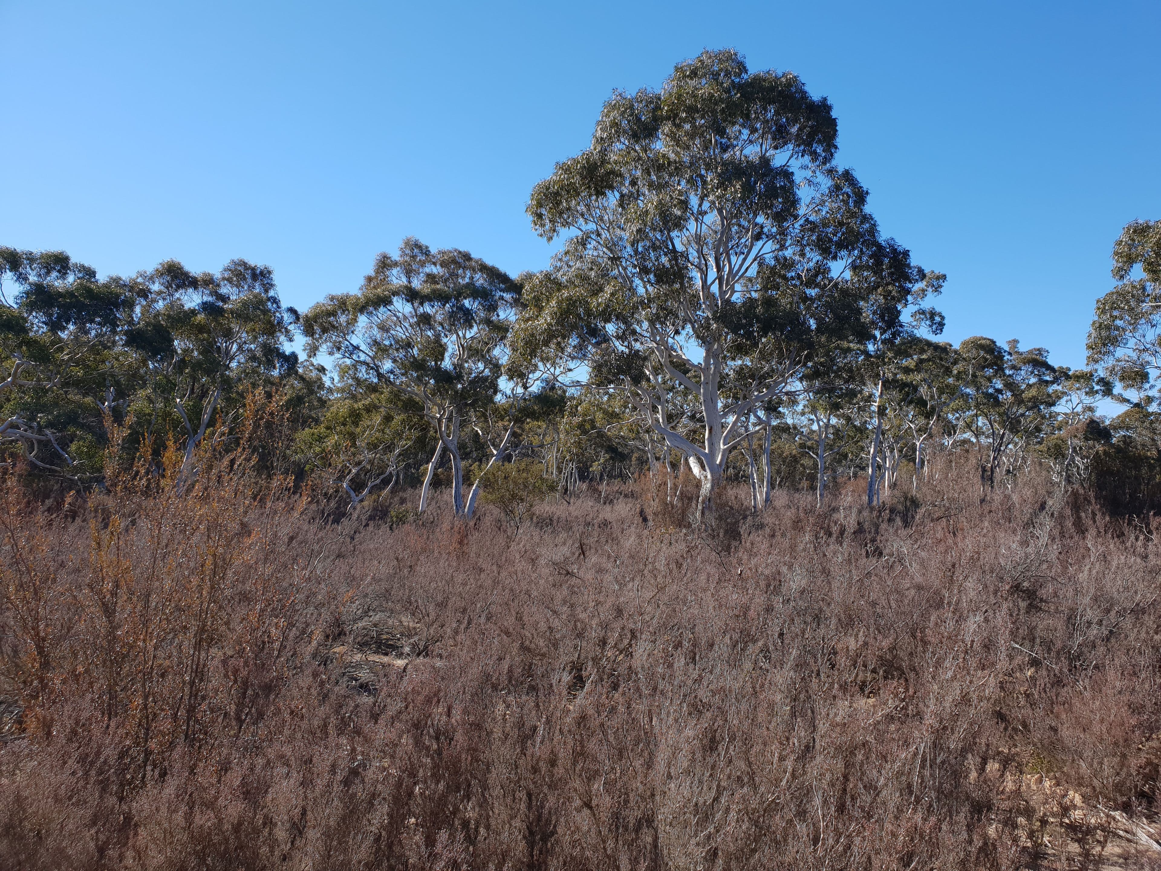 67 Stewarts Crossing Road, Braidwood NSW 2622, Braidwood - Thumbnail 5