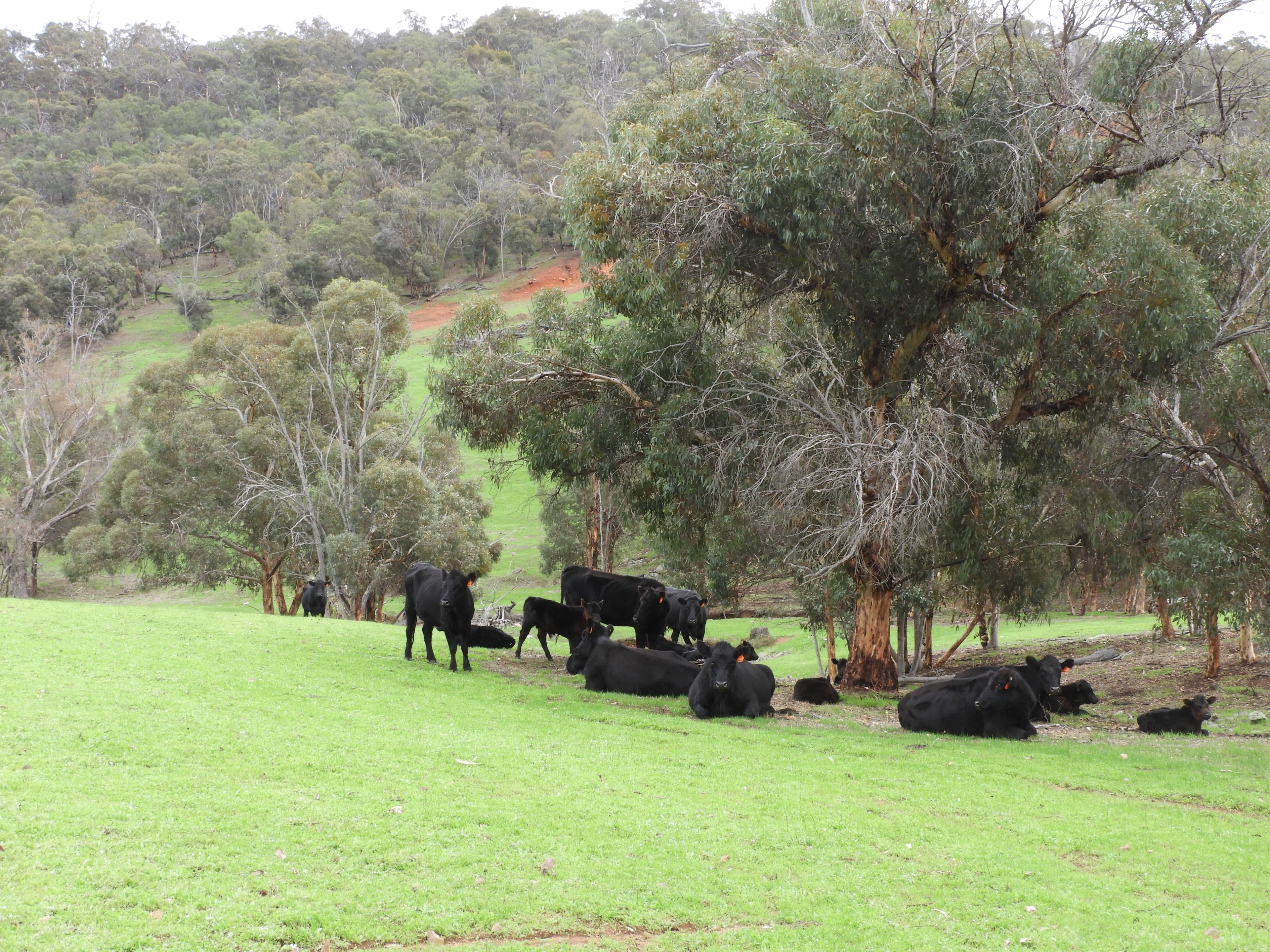 Lot 716 Lower Chittering Road, Chittering WA 6084, Chittering - Thumbnail 8