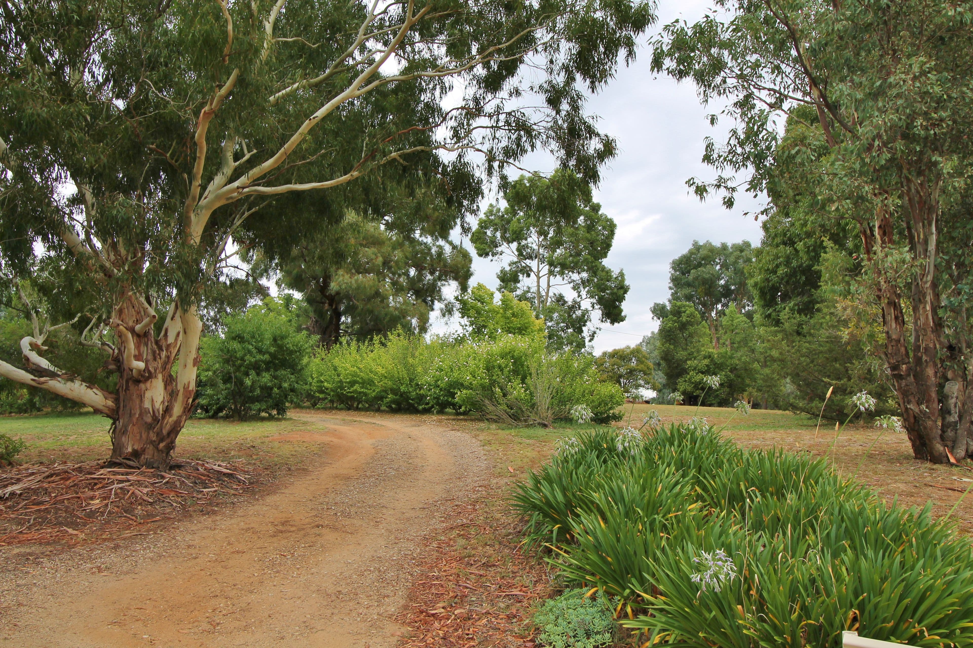 91 Back Creek Road, Young NSW 2594, Young - Image 1