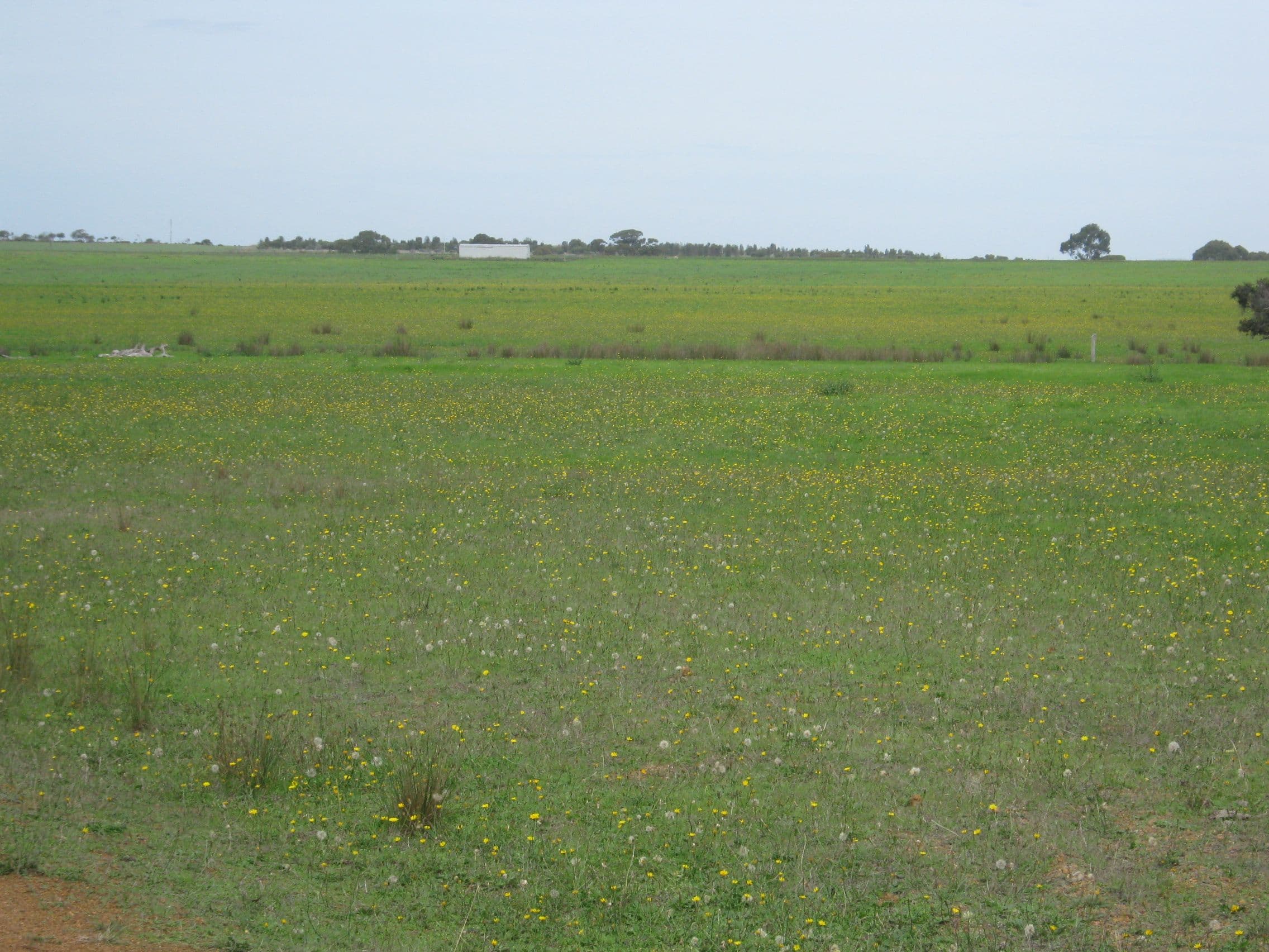 Lot 1 Myrup Road, Myrup WA 6450, Myrup - Thumbnail 2