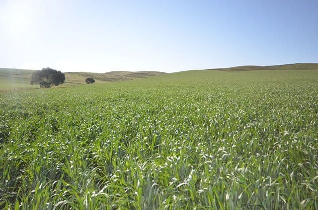 "Ashleys" Patterson Road, Gulnare SA 5471, Gulnare - Thumbnail 7