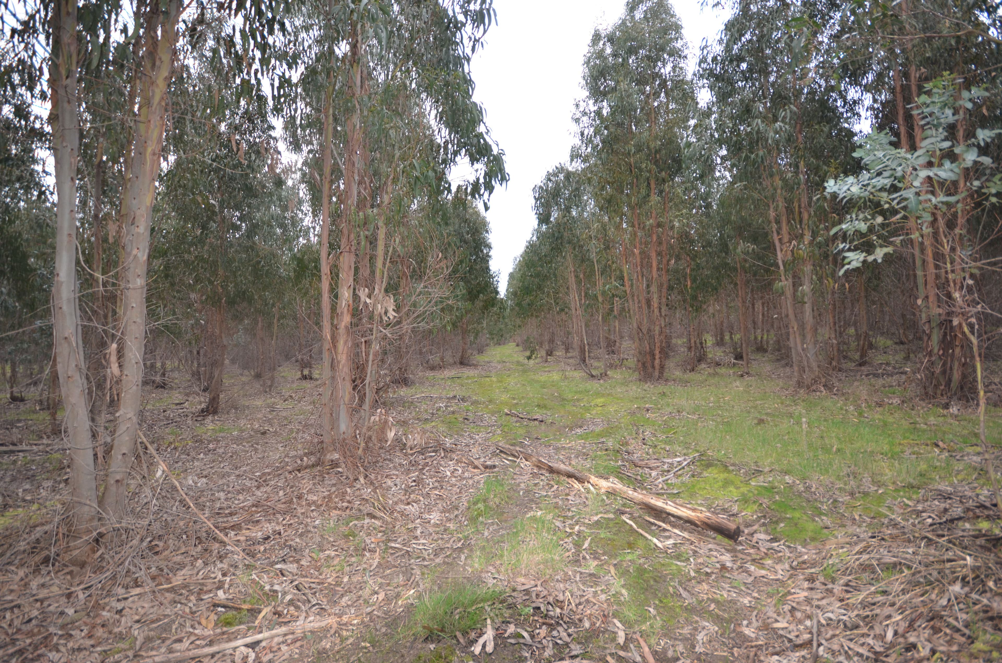 CA 46 Moreton Hill Road, SKIPTON VIC 3361, Skipton - Thumbnail 7