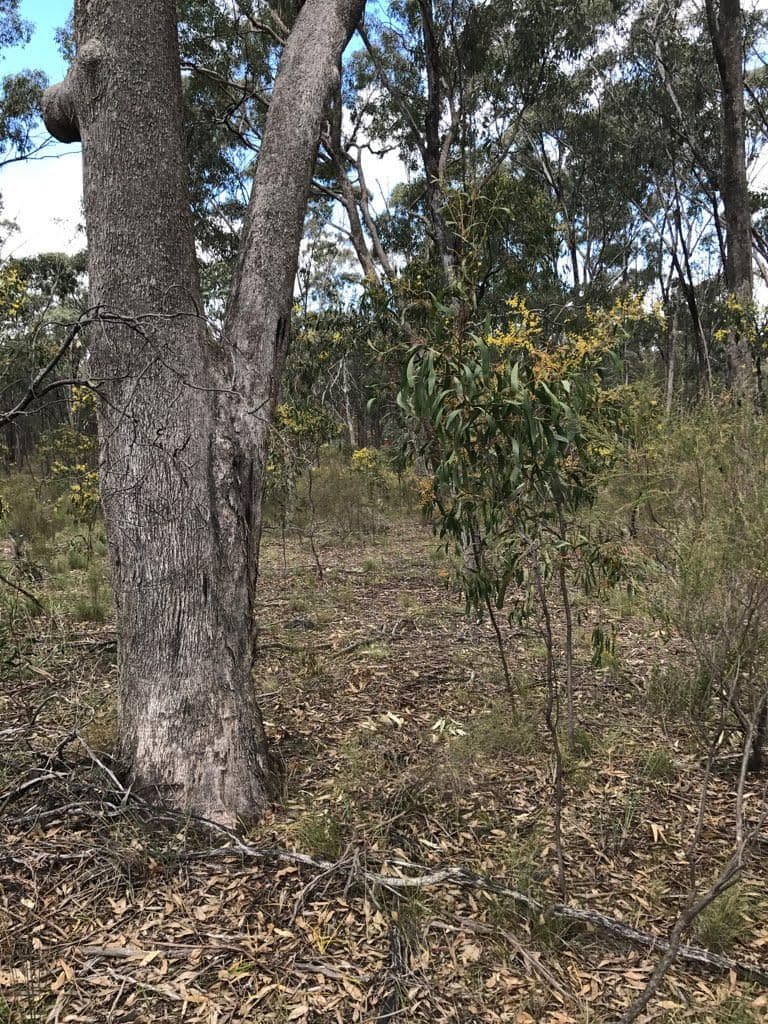 Lot 1 Spring Lane, Bailieston VIC 3608, Bailieston - Thumbnail 6