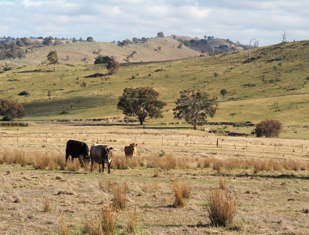 2185 Limekilns Road, Bathurst NSW 2795, Bathurst - Thumbnail 2